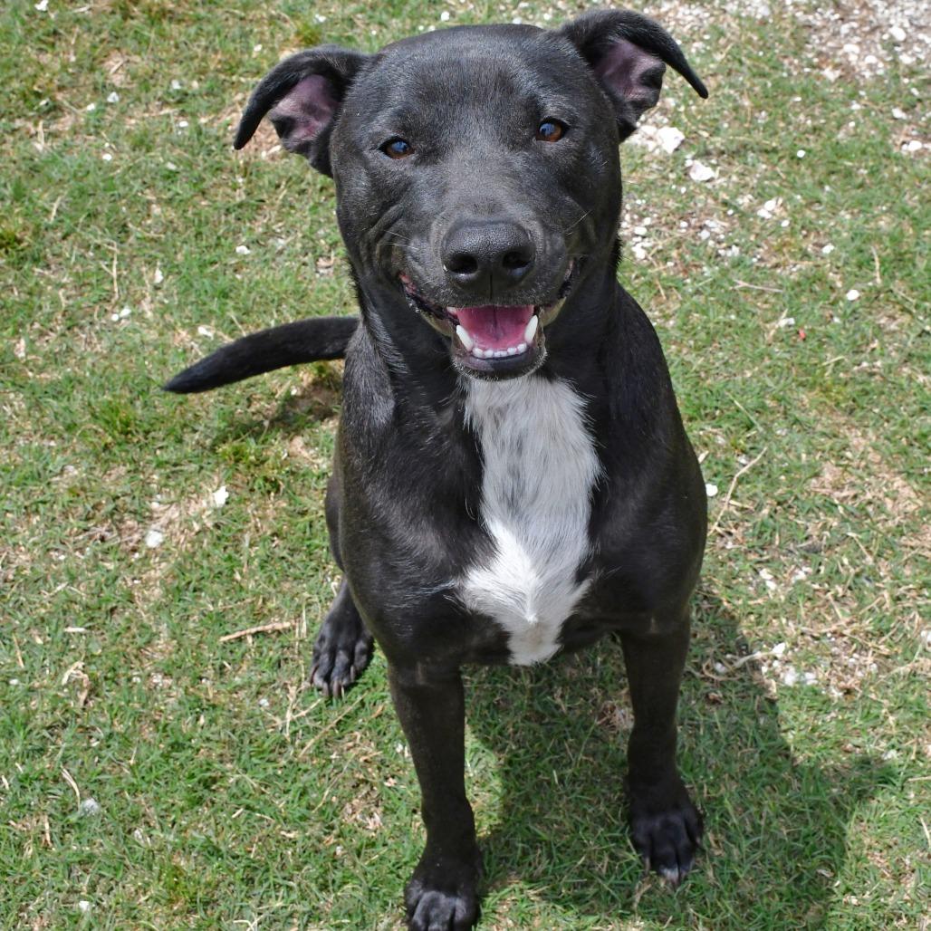 Champ, Adoptable, Adult Male Labrador Retriever & Pit Bull Terrier.