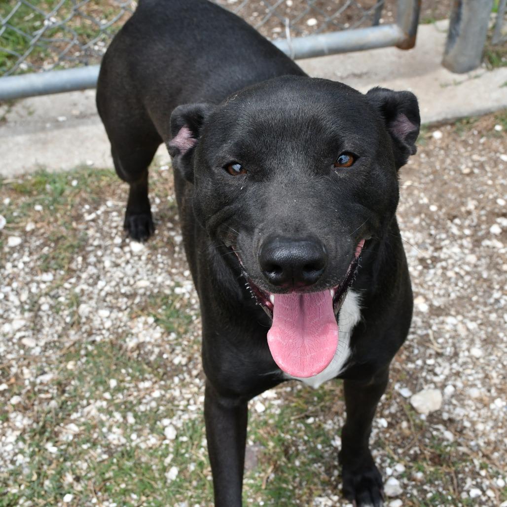 Enlarge Champ, a Adoptable mixed breed in Beaumont, TX image 2/6