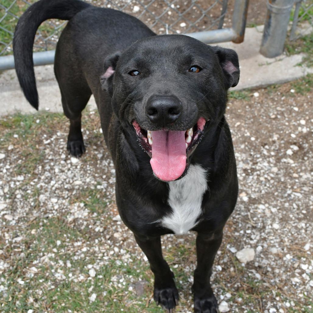 Enlarge Champ, a Adoptable mixed breed in Beaumont, TX image 3/6