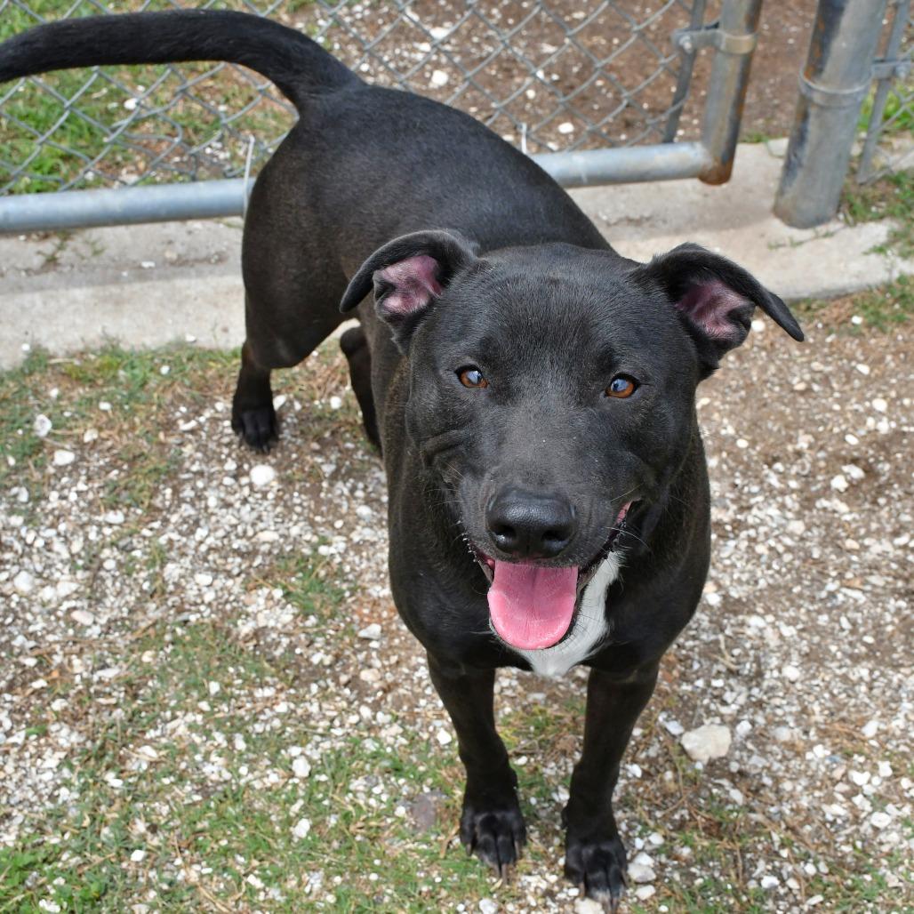 Enlarge Champ, a Adoptable mixed breed in Beaumont, TX image 4/6