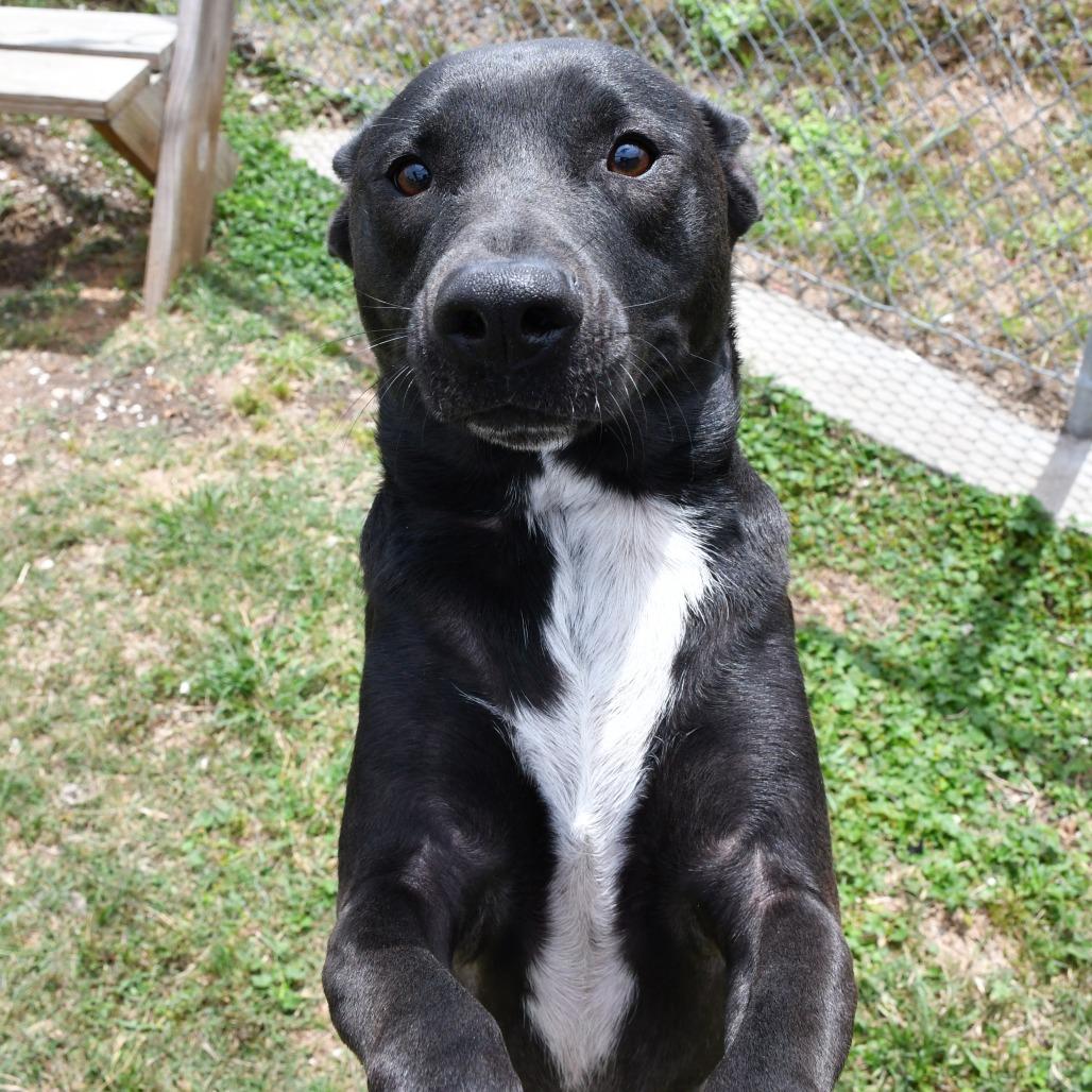 Enlarge Champ, a Adoptable mixed breed in Beaumont, TX image 5/6