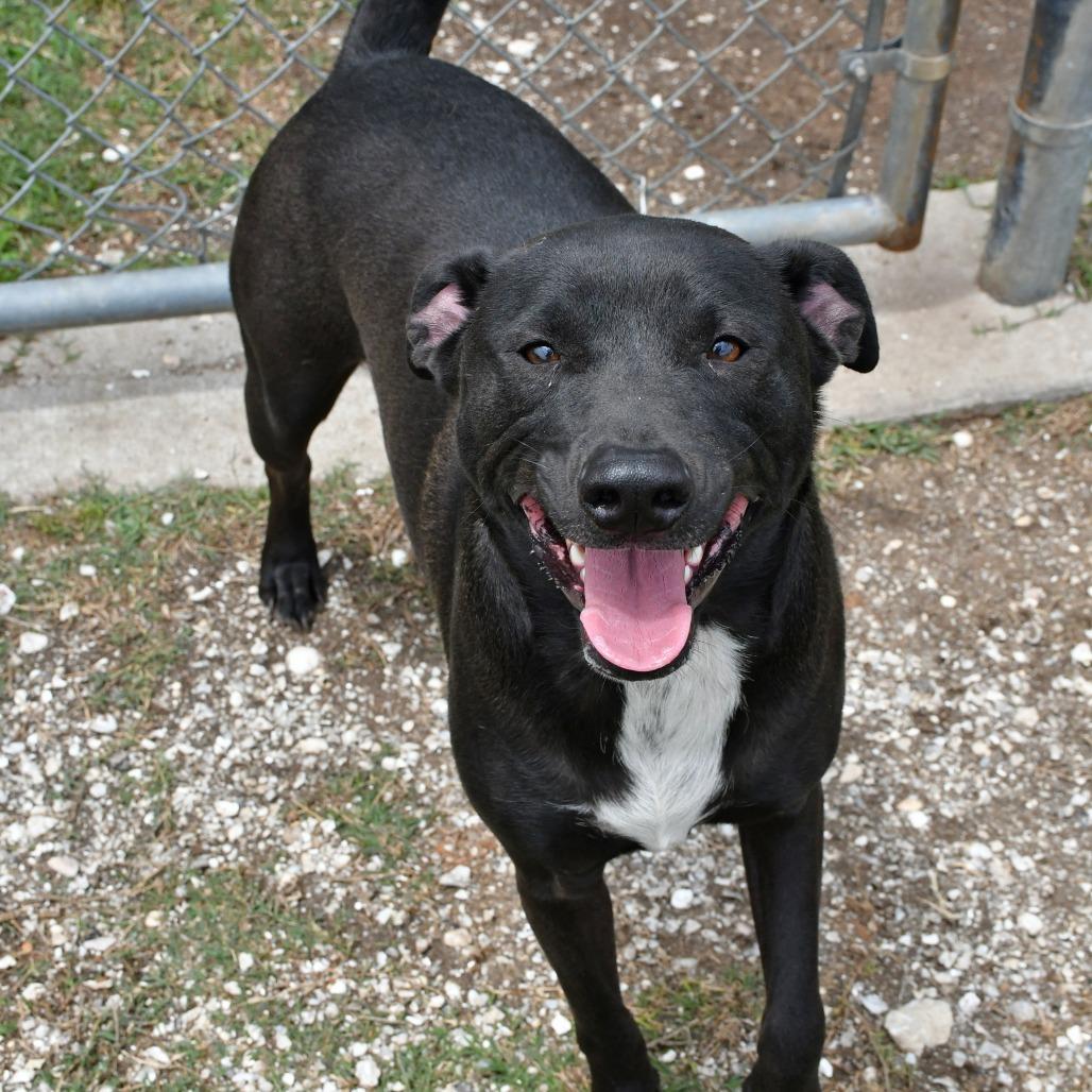 Enlarge Champ, a Adoptable mixed breed in Beaumont, TX image 6/6