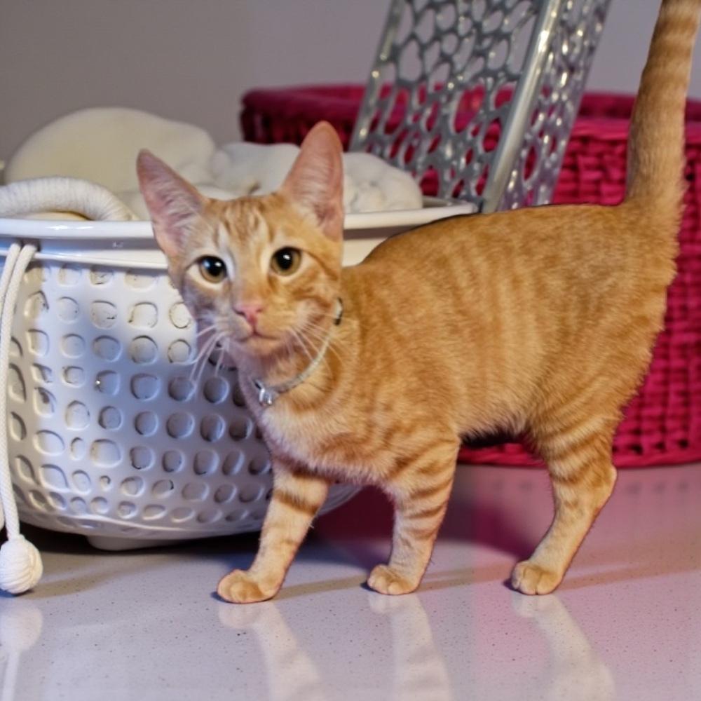 Dexter — thumbnail 3