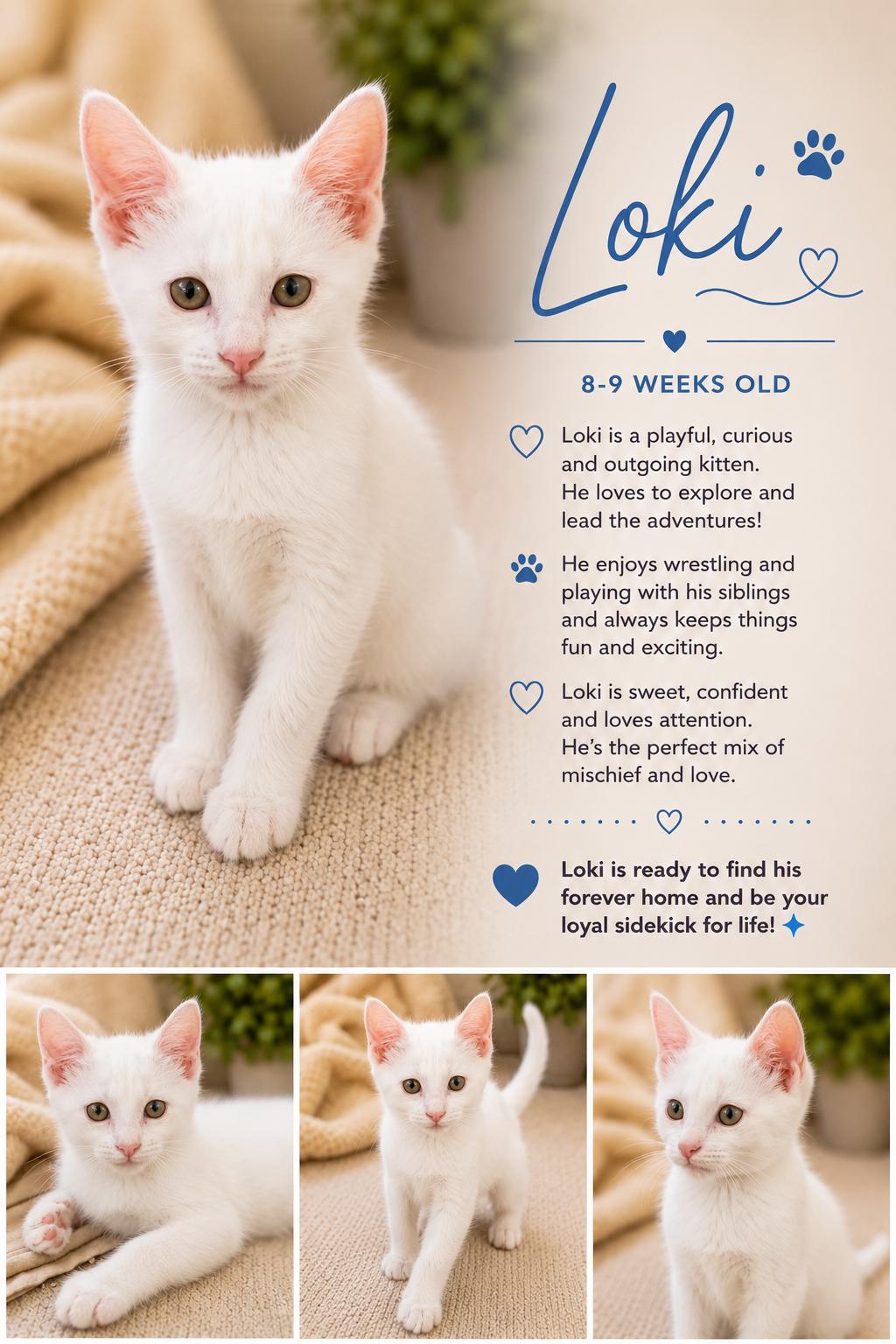 Enlarge Loki Magnus, an adopted Domestic Short Hair in Phoenix, AZ image 3/4