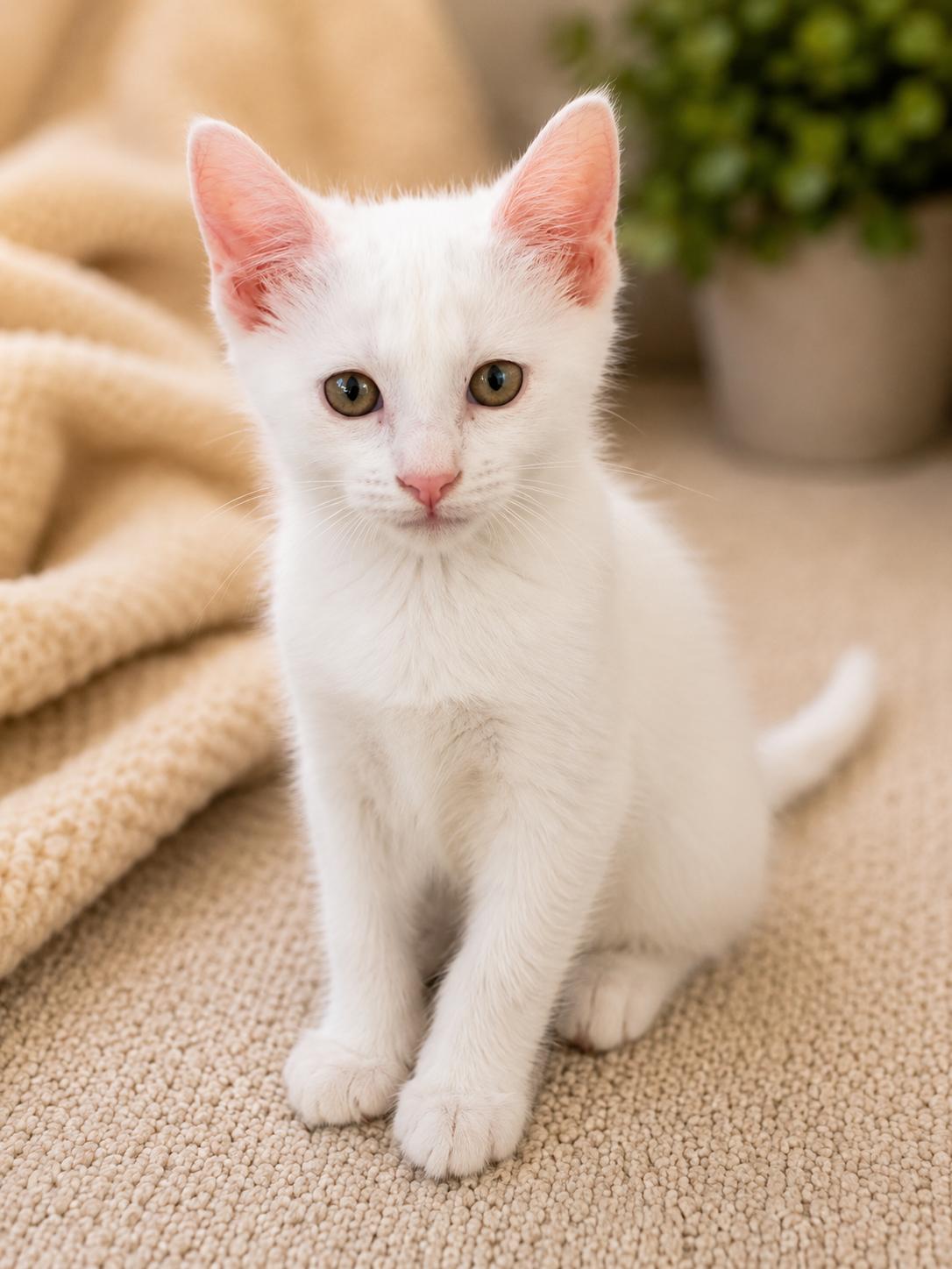 Enlarge Loki Magnus, an adopted Domestic Short Hair in Phoenix, AZ image 2/4