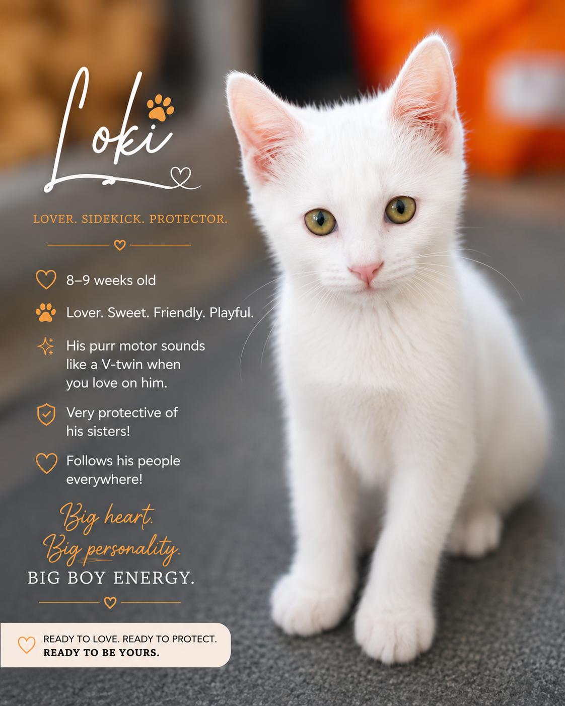Enlarge Loki Magnus, an adopted Domestic Short Hair in Phoenix, AZ image 4/4