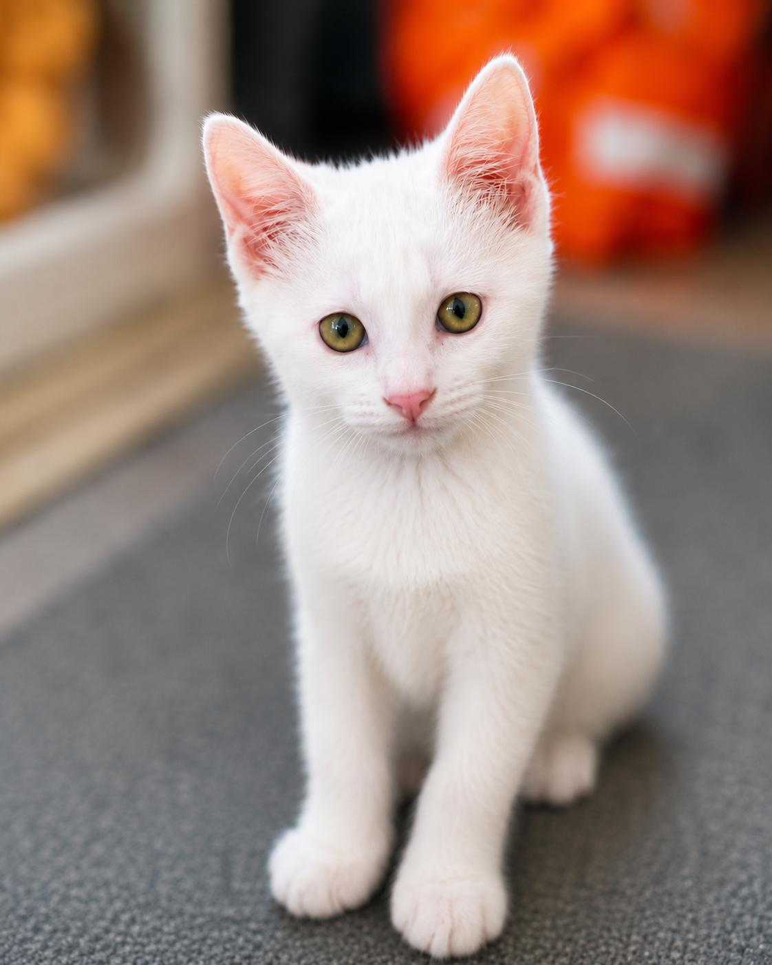Loki Magnus, adopted, Kitten Male Domestic Short Hair.