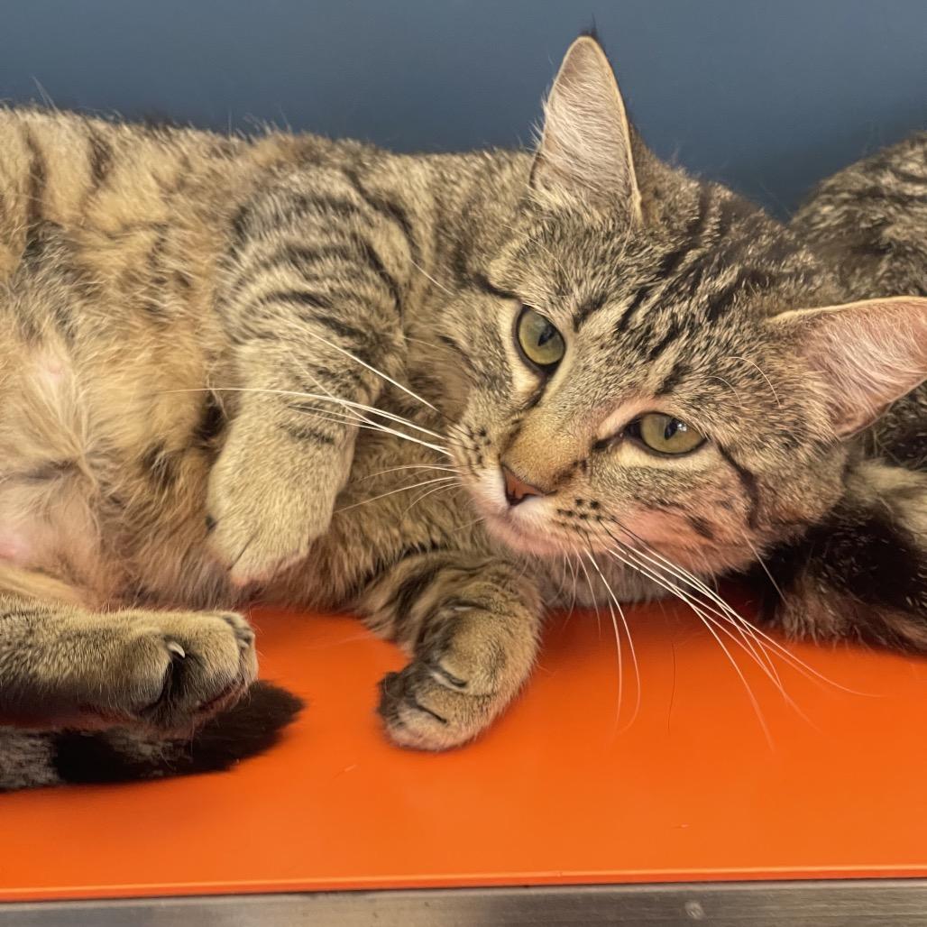 Enlarge Bonnie, a Adoptable Domestic Short Hair in Tulsa, OK image 1/3