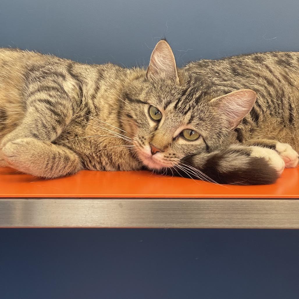 Enlarge Bonnie, a Adoptable Domestic Short Hair in Tulsa, OK image 2/3