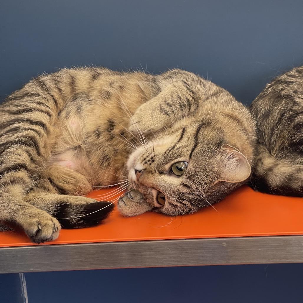 Enlarge Bonnie, a Adoptable Domestic Short Hair in Tulsa, OK image 3/3