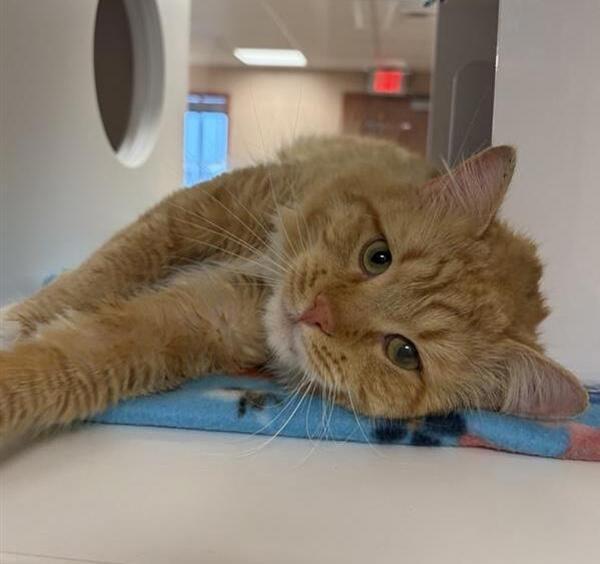 Morgan, Adoptable, Adult Male Domestic Medium Hair.