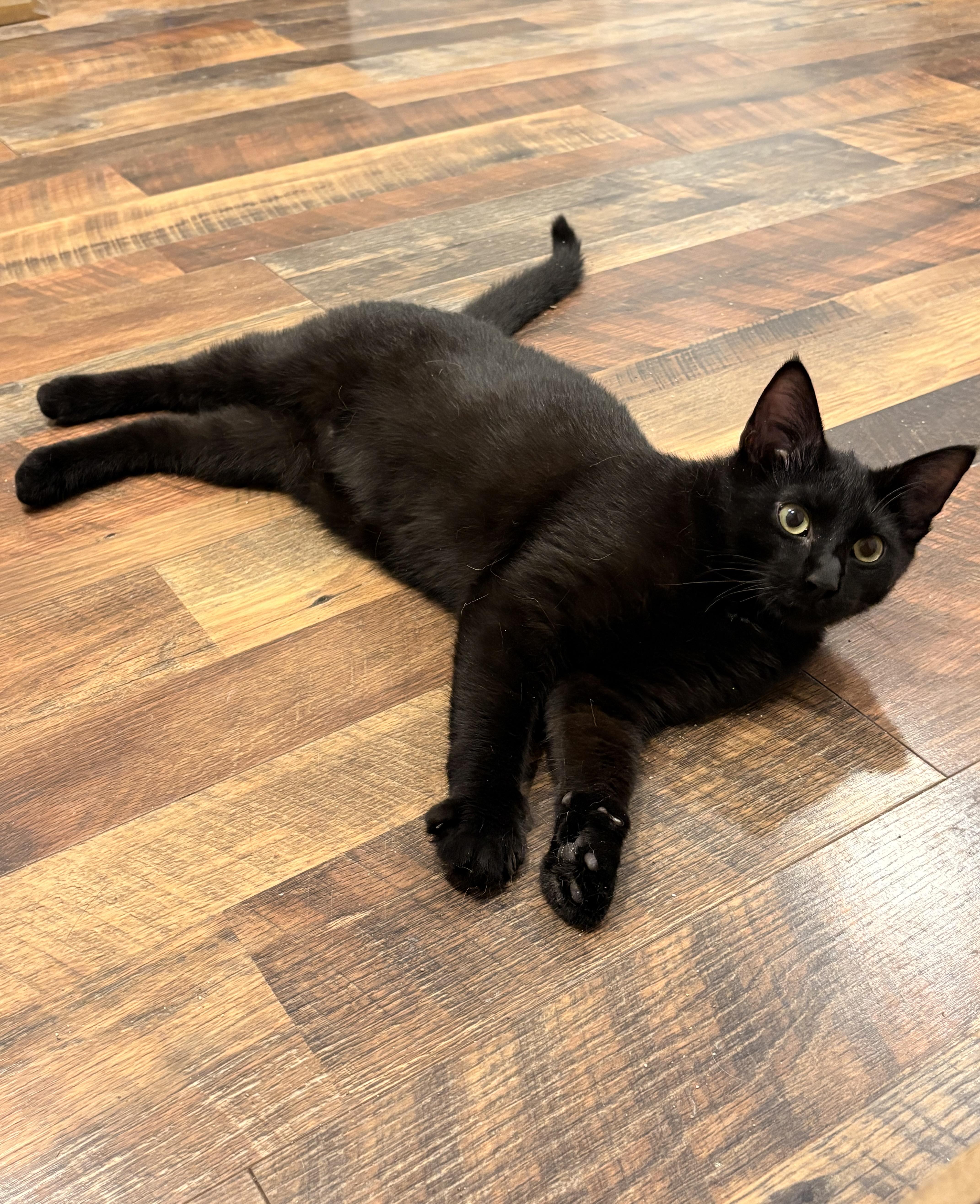 Enlarge Fergus, an adopted Domestic Short Hair in Houston, TX image 1/5