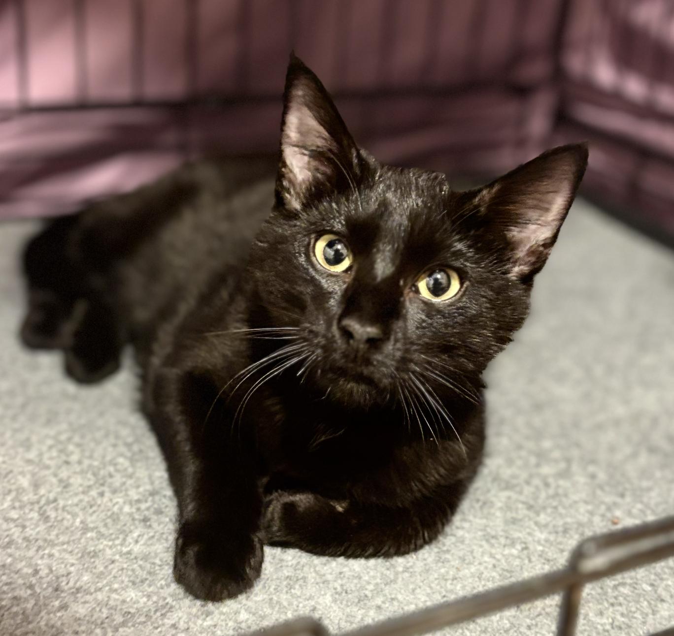 Fergus, ADOPTABLE, Kitten Male Domestic Short Hair.