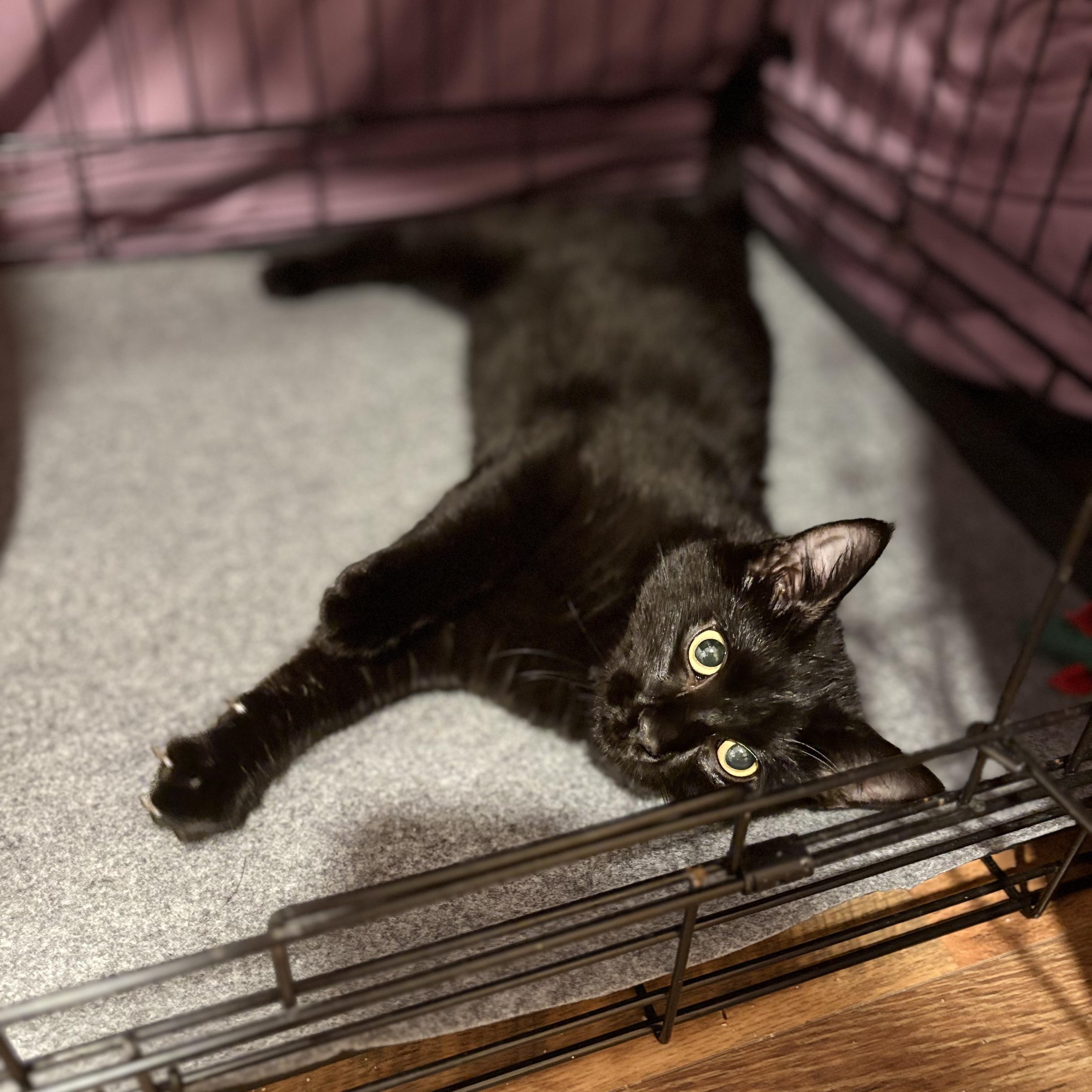 Enlarge Fergus, a ADOPTABLE Domestic Short Hair in Houston, TX image 4/5