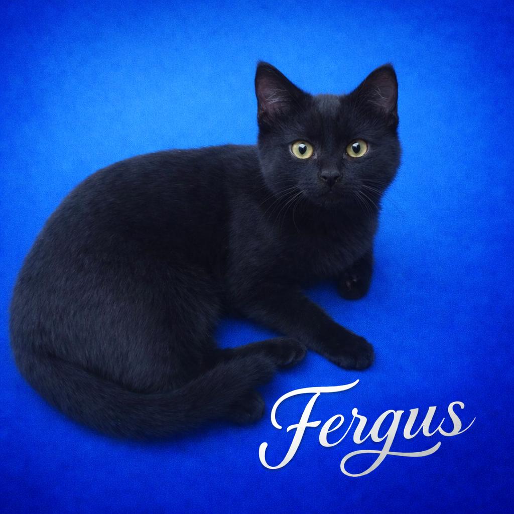 Fergus, ADOPTABLE, Kitten Male Domestic Short Hair.