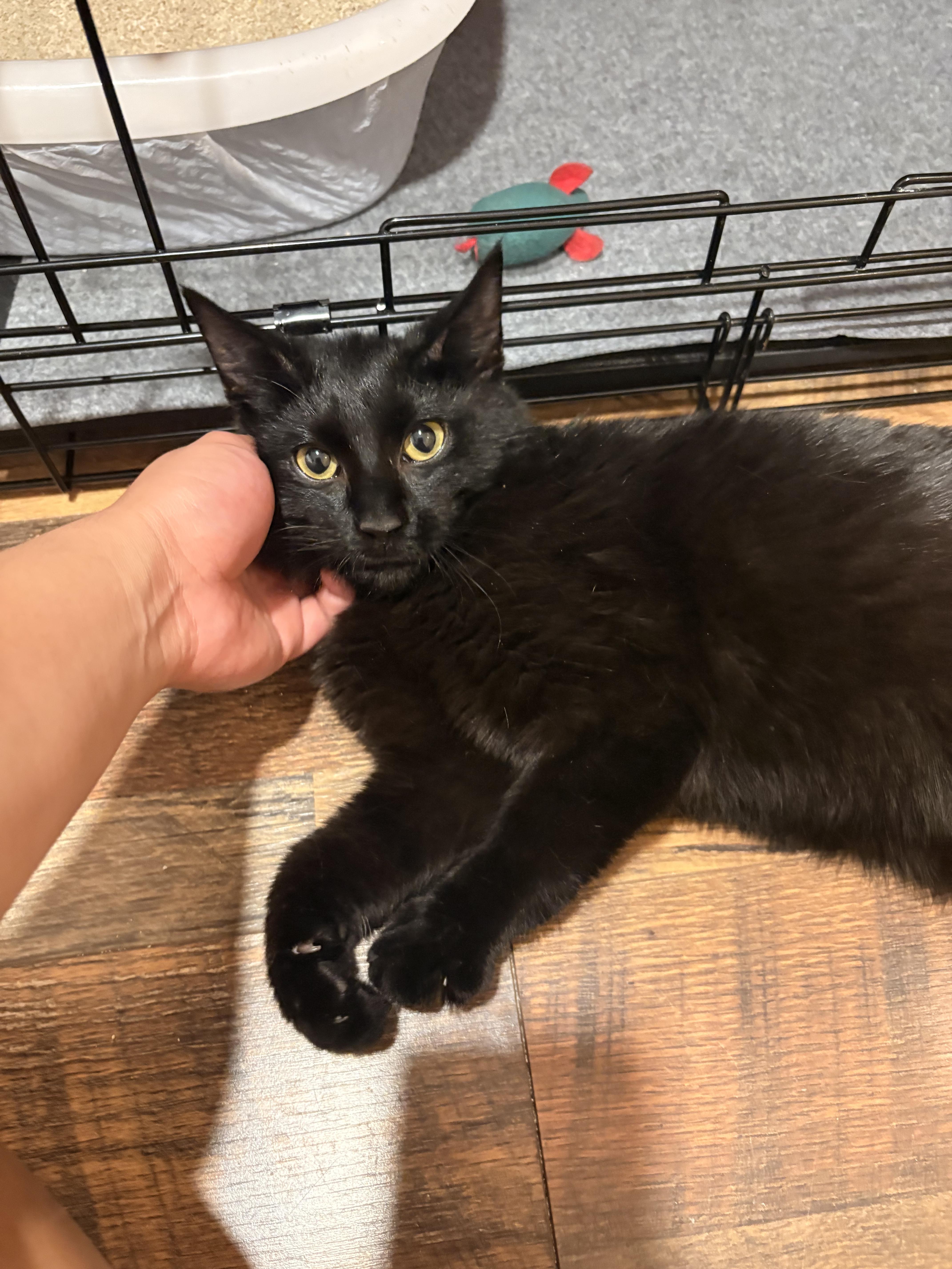 Enlarge Fergus, a ADOPTABLE Domestic Short Hair in Houston, TX image 5/5