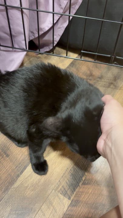 Enlarge Fergus, a ADOPTABLE Domestic Short Hair in Houston, TX video 3/5