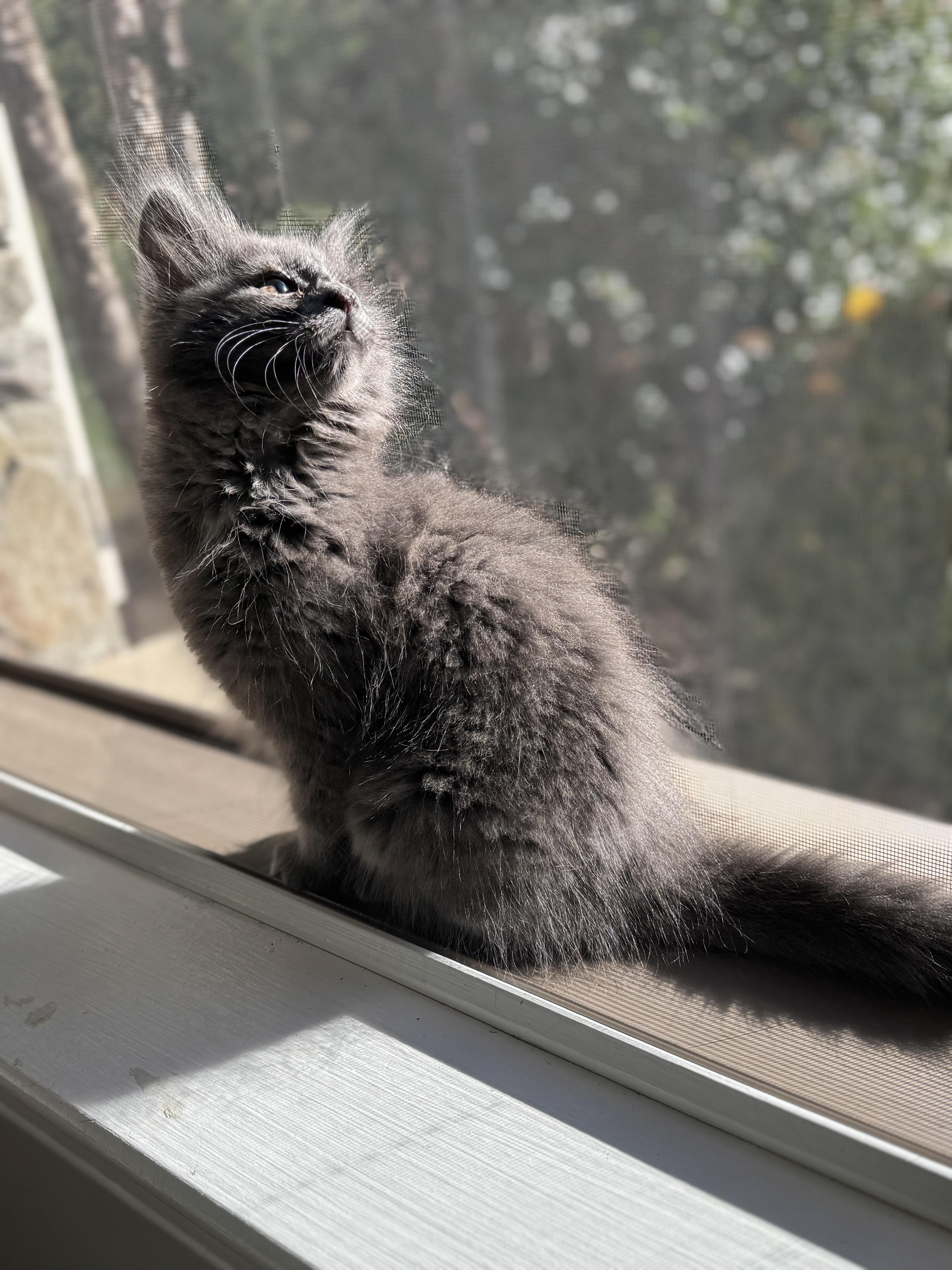 Enlarge Dust Bunny, a Adopted mixed breed in Thornwood, NY image 1/6