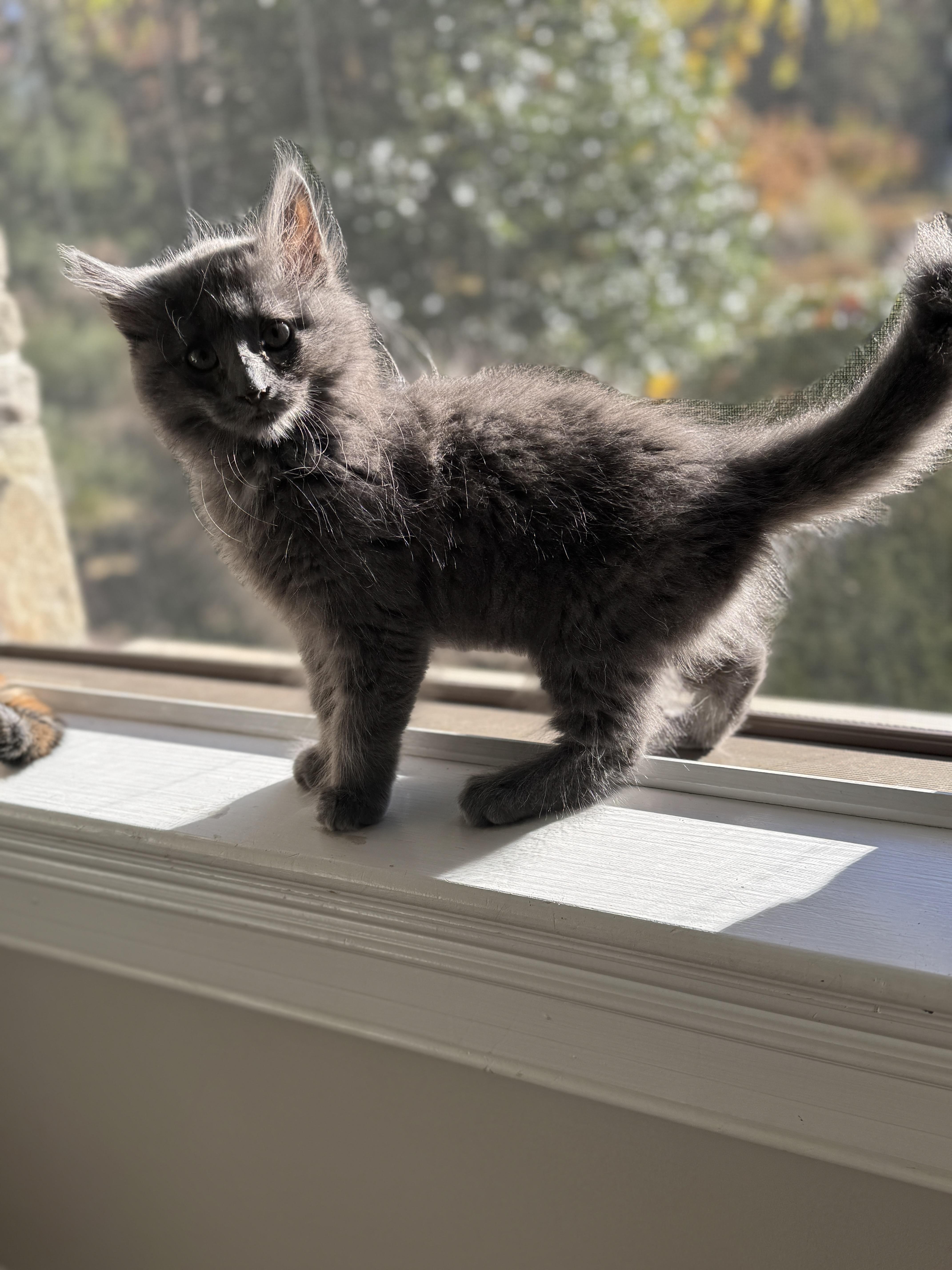 Enlarge Dust Bunny, a Adopted mixed breed in Thornwood, NY image 2/6