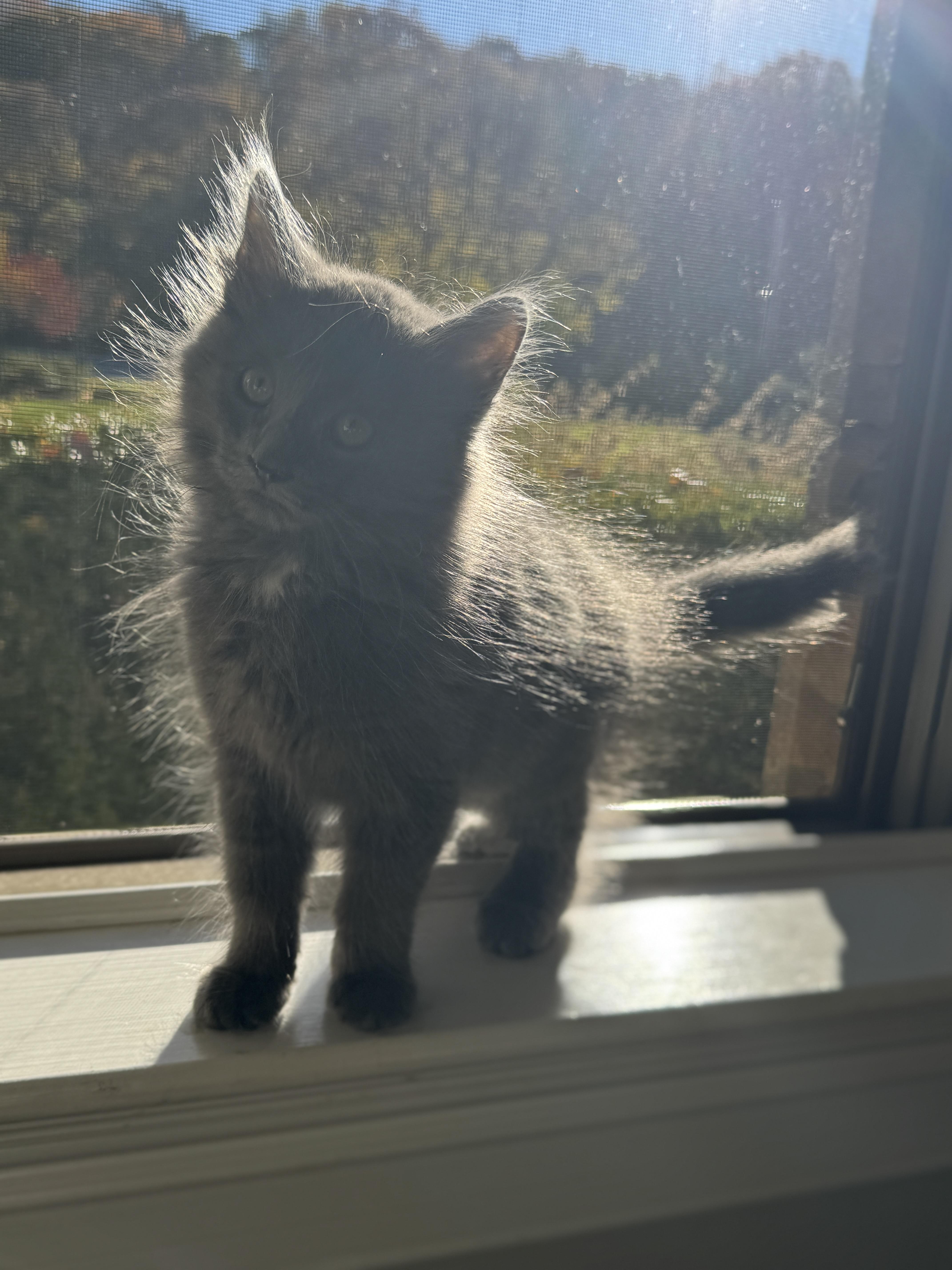 Enlarge Dust Bunny, a Adopted mixed breed in Thornwood, NY image 3/6