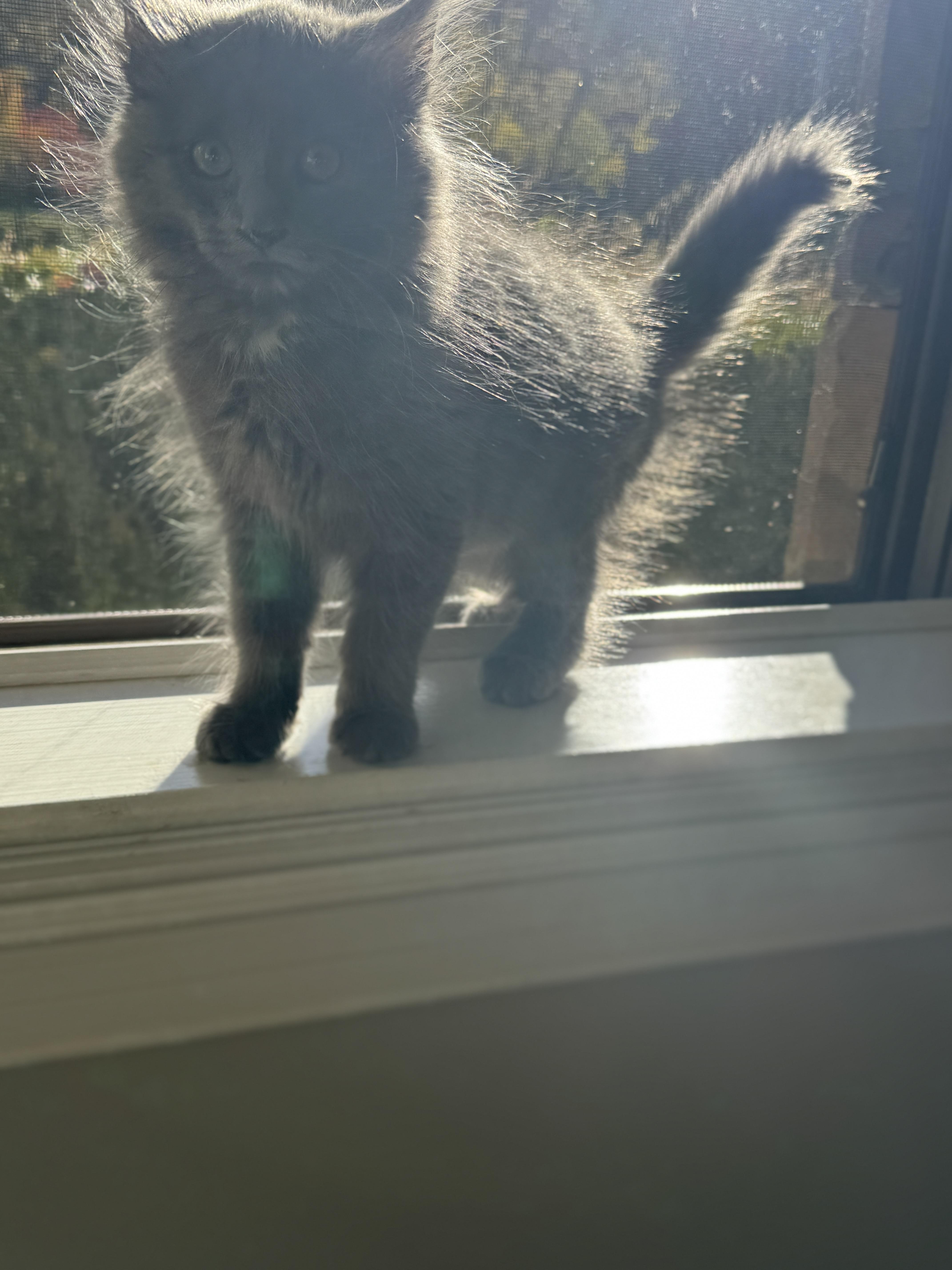 Enlarge Dust Bunny, a Adopted mixed breed in Thornwood, NY image 4/6