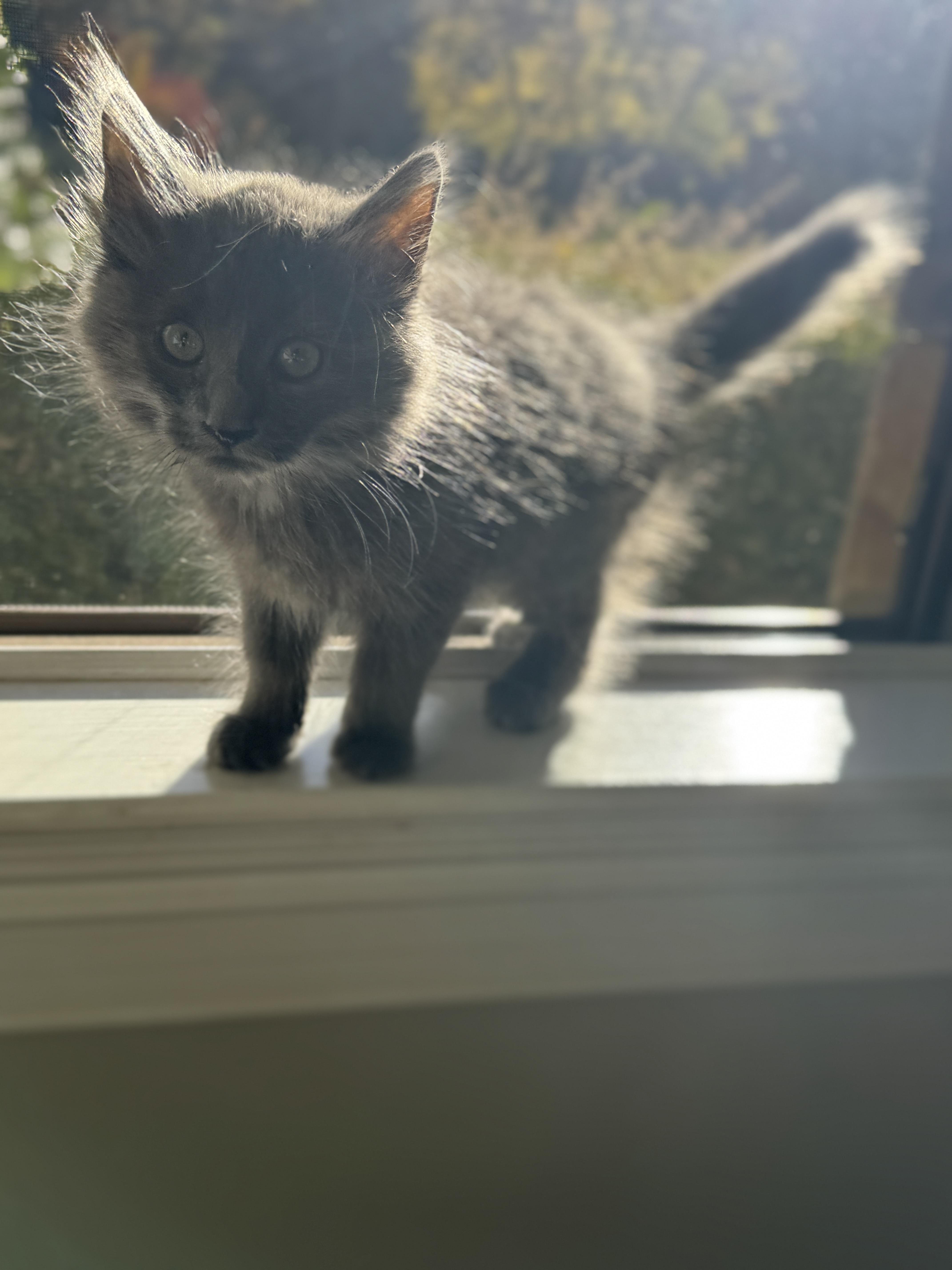 Enlarge Dust Bunny, a Adopted mixed breed in Thornwood, NY image 5/6