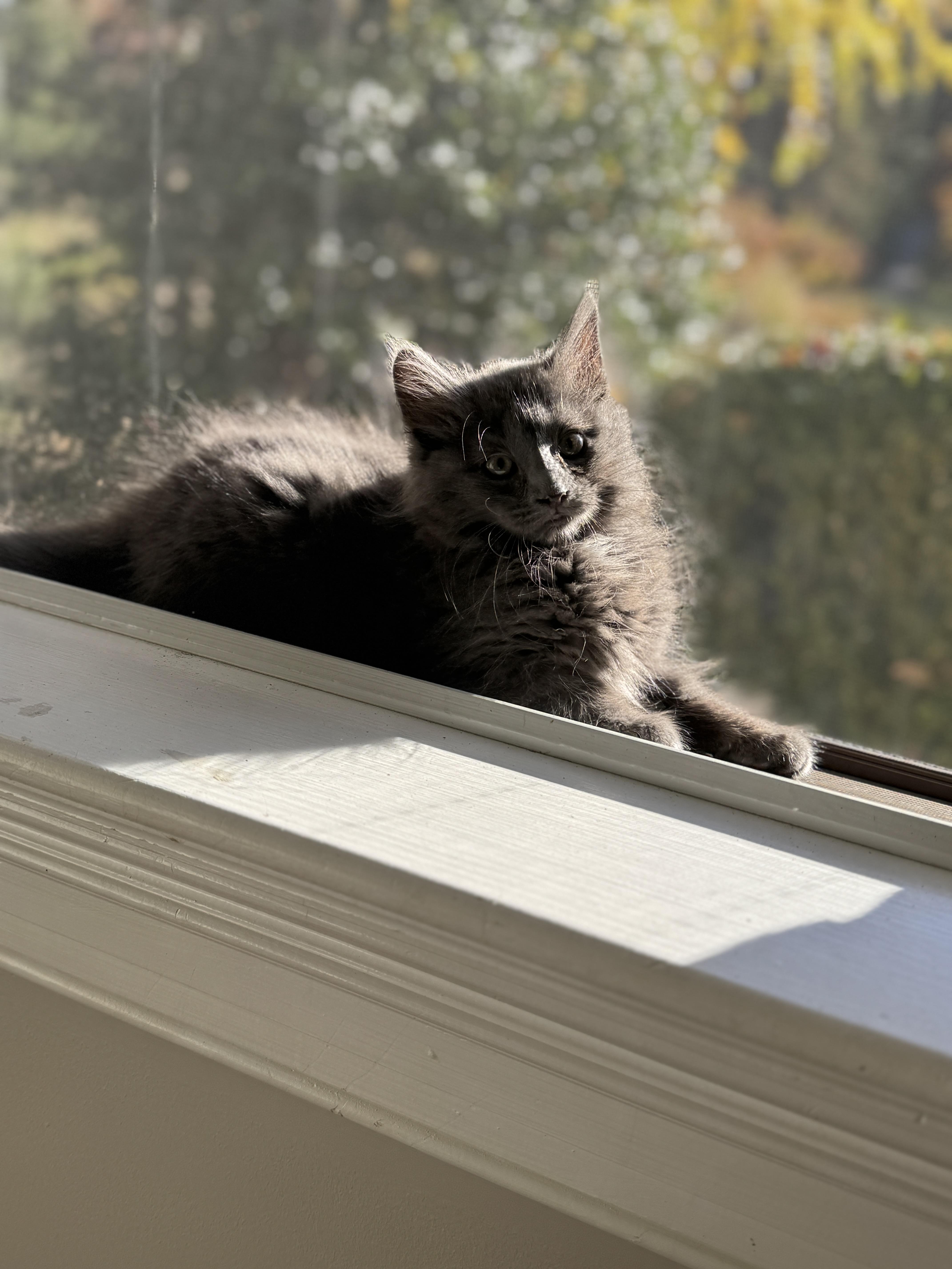 Enlarge Dust Bunny, a Adopted mixed breed in Thornwood, NY image 6/6