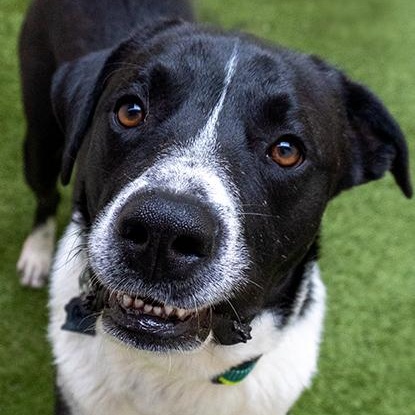 Dawson, adopted, Adult Male Labrador Retriever.