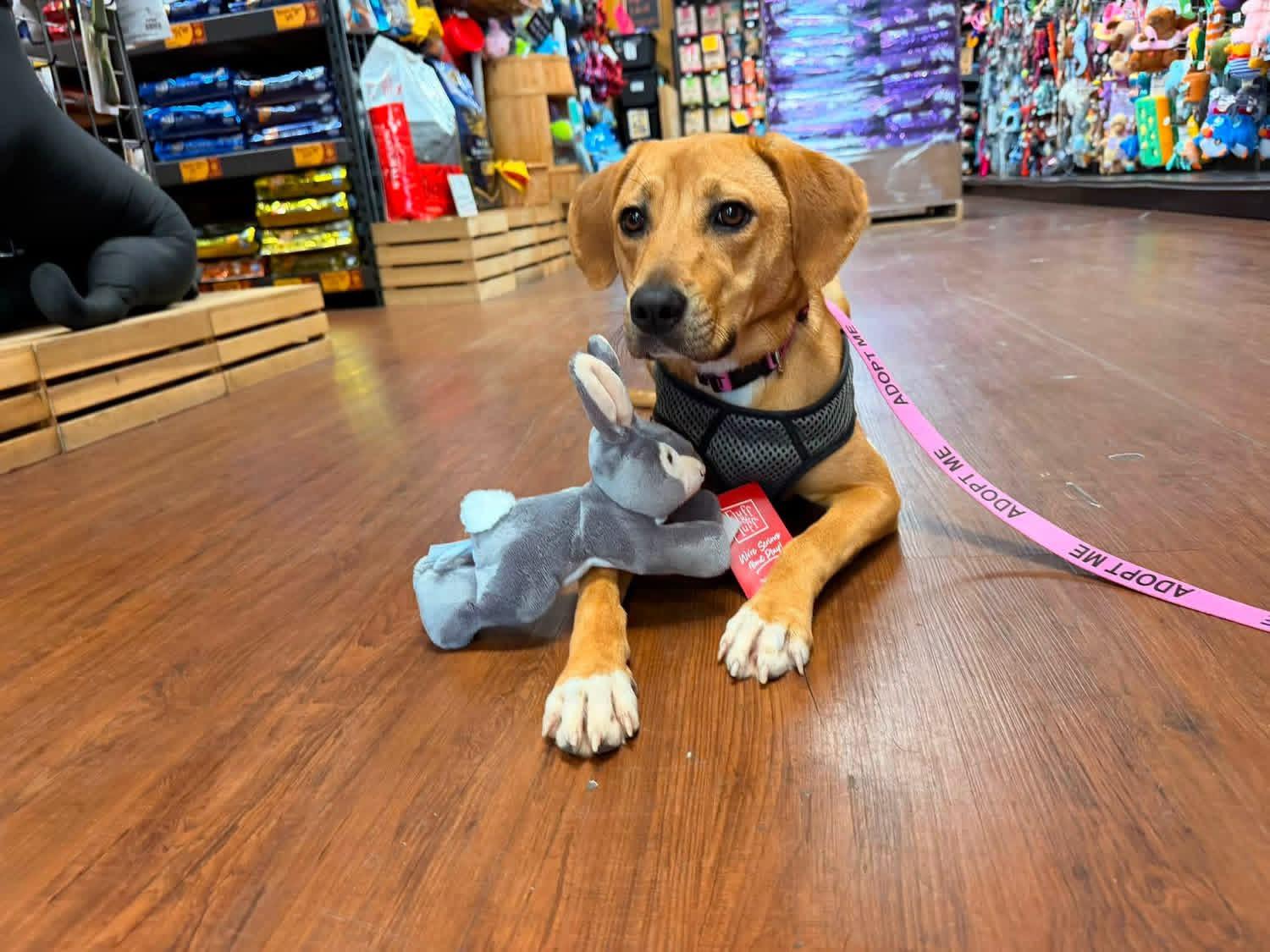 Lucy, Adoptable, Puppy Female Yellow Labrador Retriever.