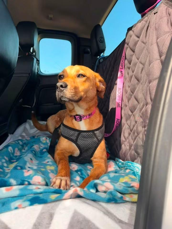 Enlarge Lucy, a Adoptable mixed breed in Covington, TN image 5/5