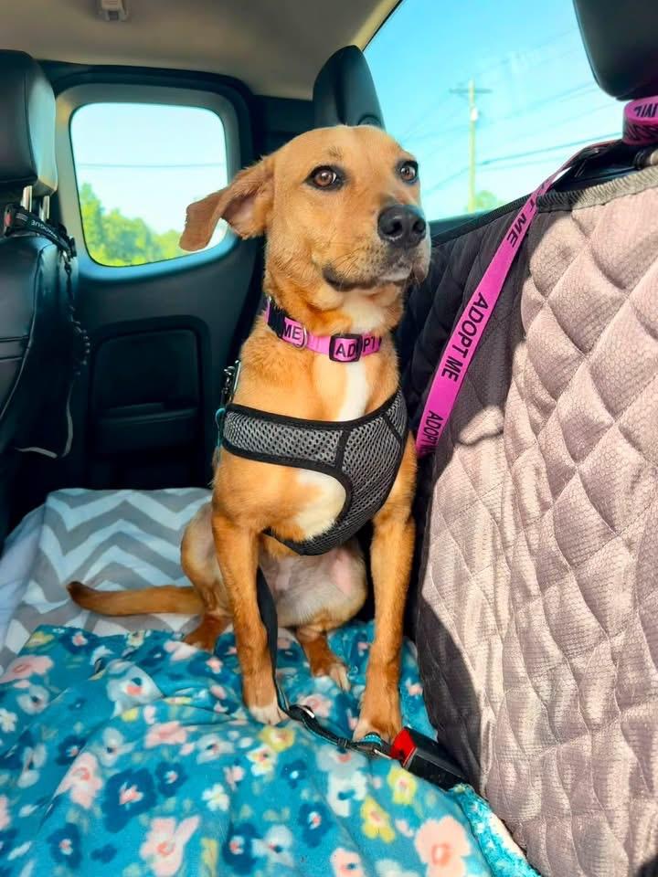 Enlarge Lucy, a Adoptable mixed breed in Covington, TN image 4/5