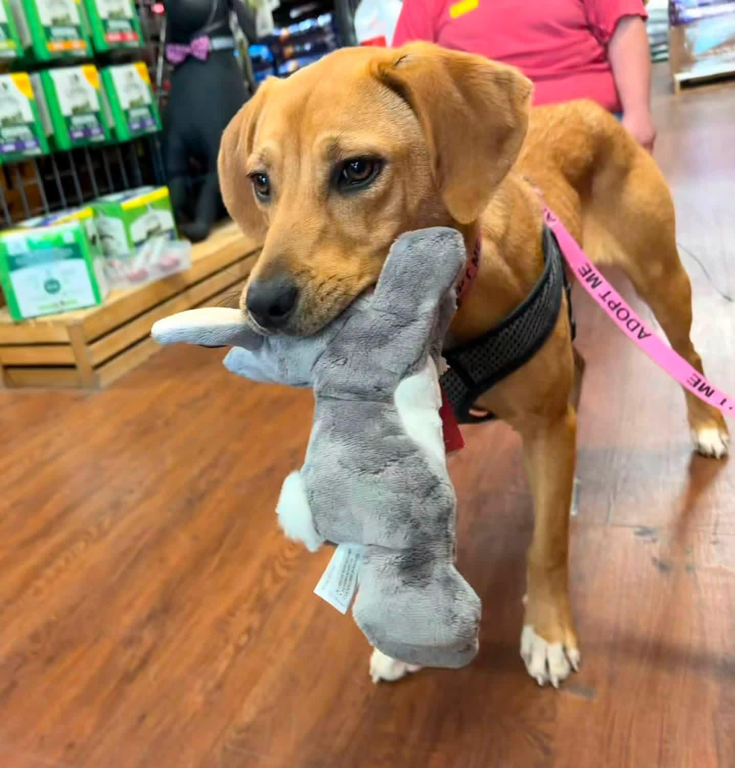 Enlarge Lucy, a Adoptable mixed breed in Covington, TN image 2/5