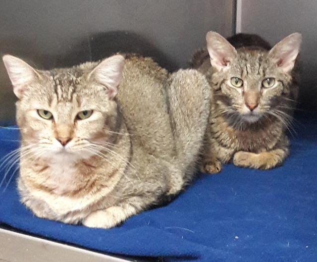 Whisper — thumbnail 2