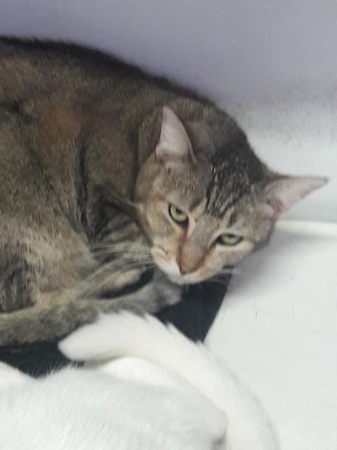 Whisper — thumbnail 3