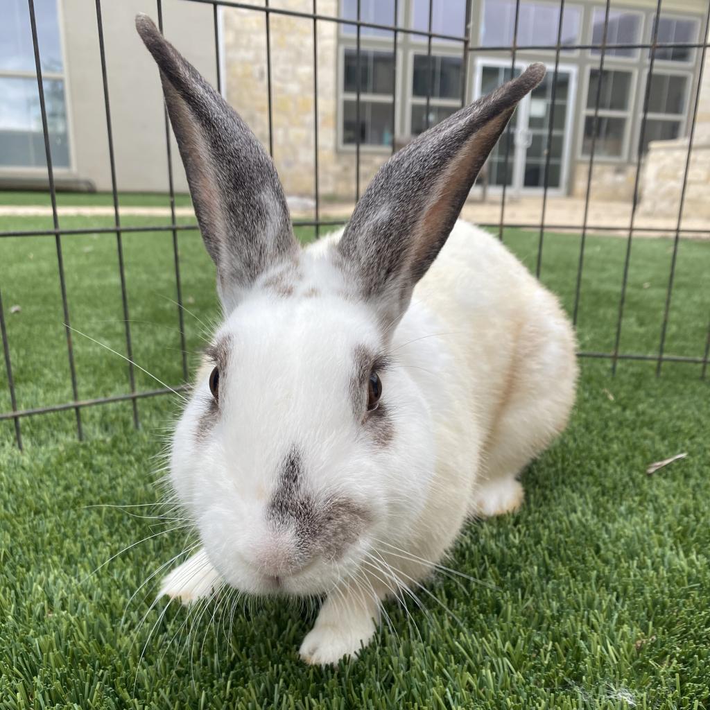 MacDuff, a Adoptable English Spot in Houston, TX image 2/5