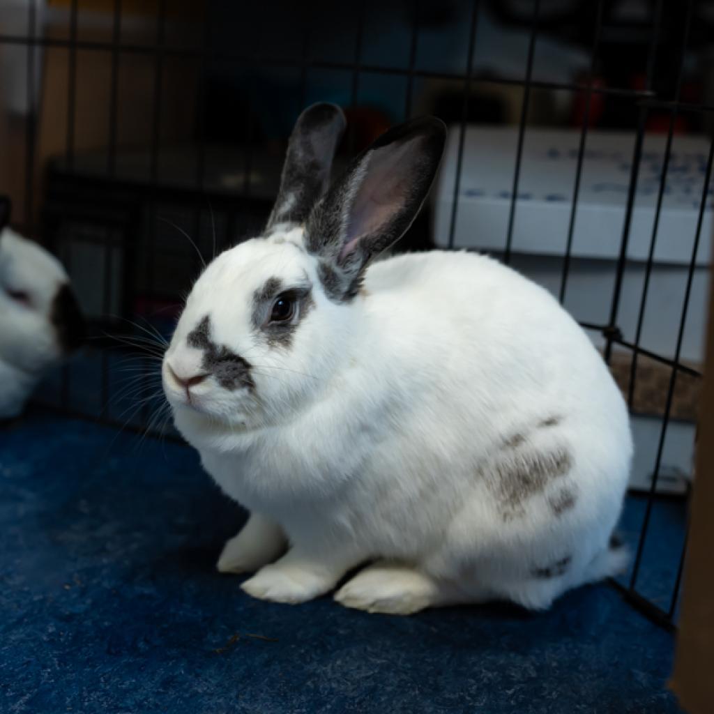 MacDuff, a Adoptable English Spot in Houston, TX image 4/5
