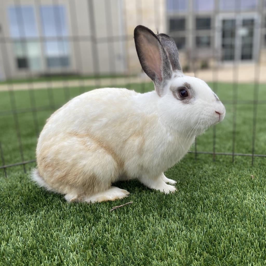 MacDuff, a Adoptable English Spot in Houston, TX image 5/5