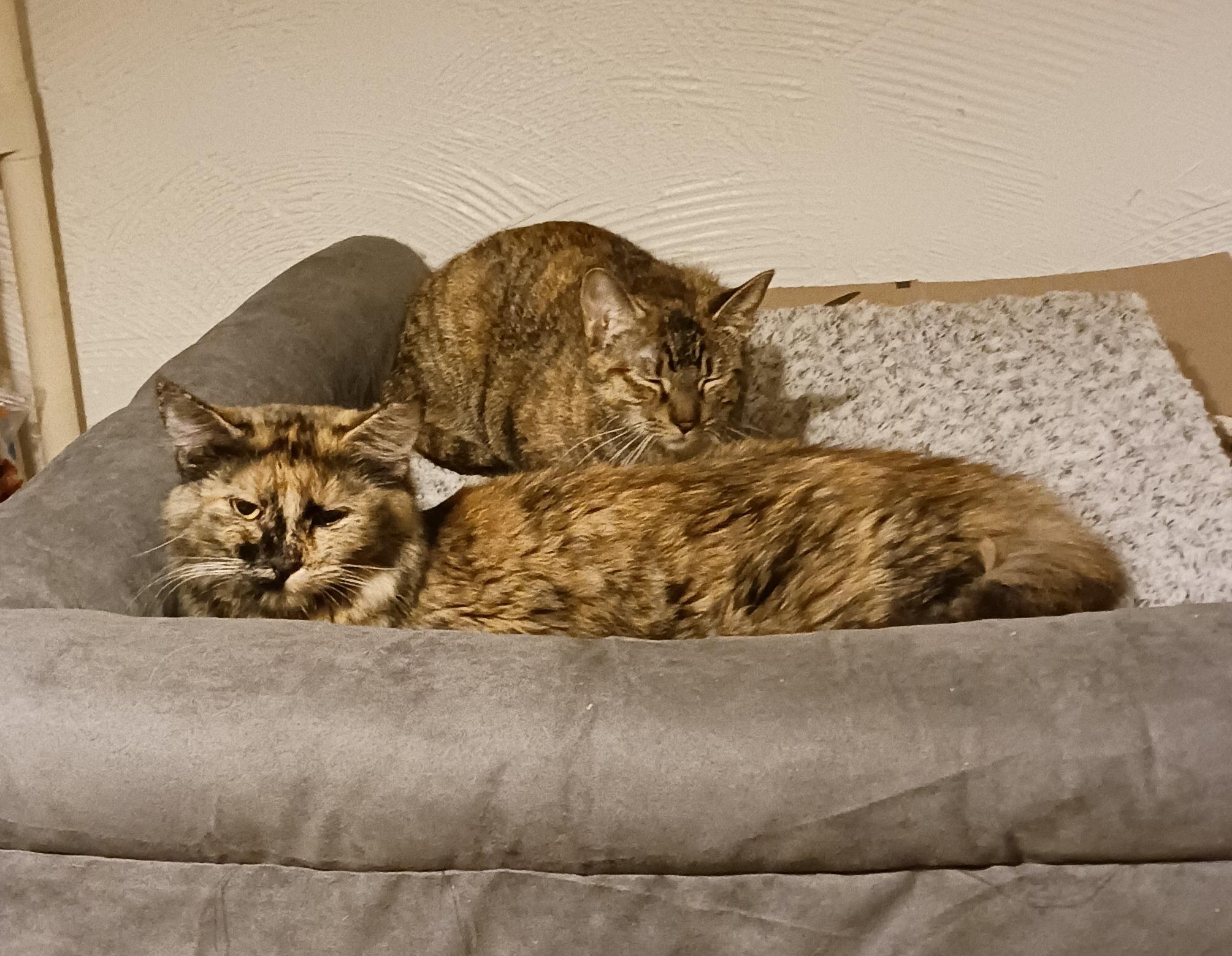 Enlarge Cloe, an adoption pending mixed breed in Dyer, IN image 2/2