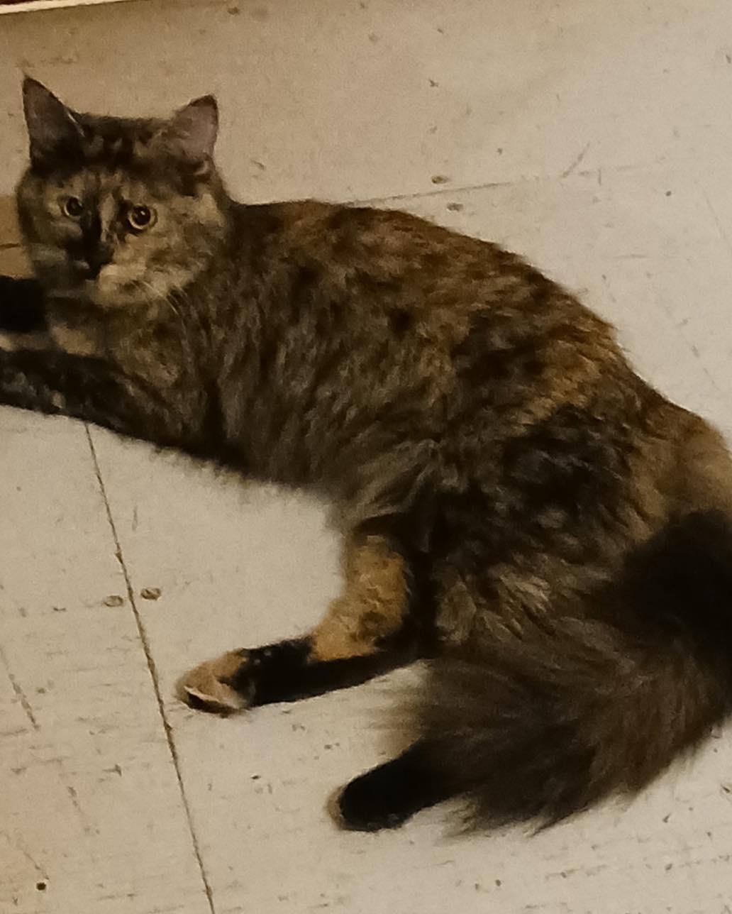 Cloe, ADOPTABLE, Young Female Tortoiseshell.