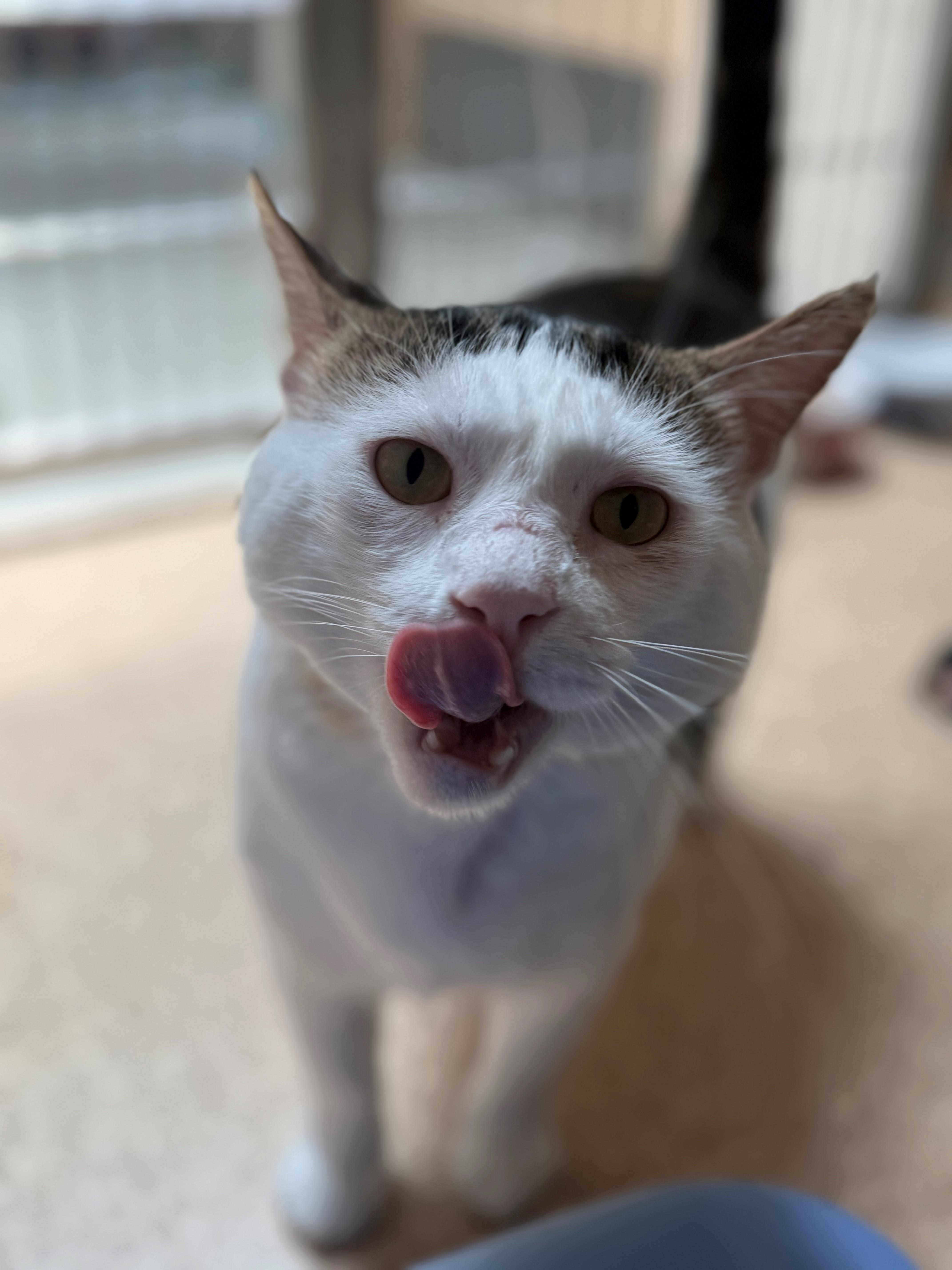 Enlarge Acorn, a ADOPTABLE Domestic Short Hair in Laguna Beach, CA image 3/3