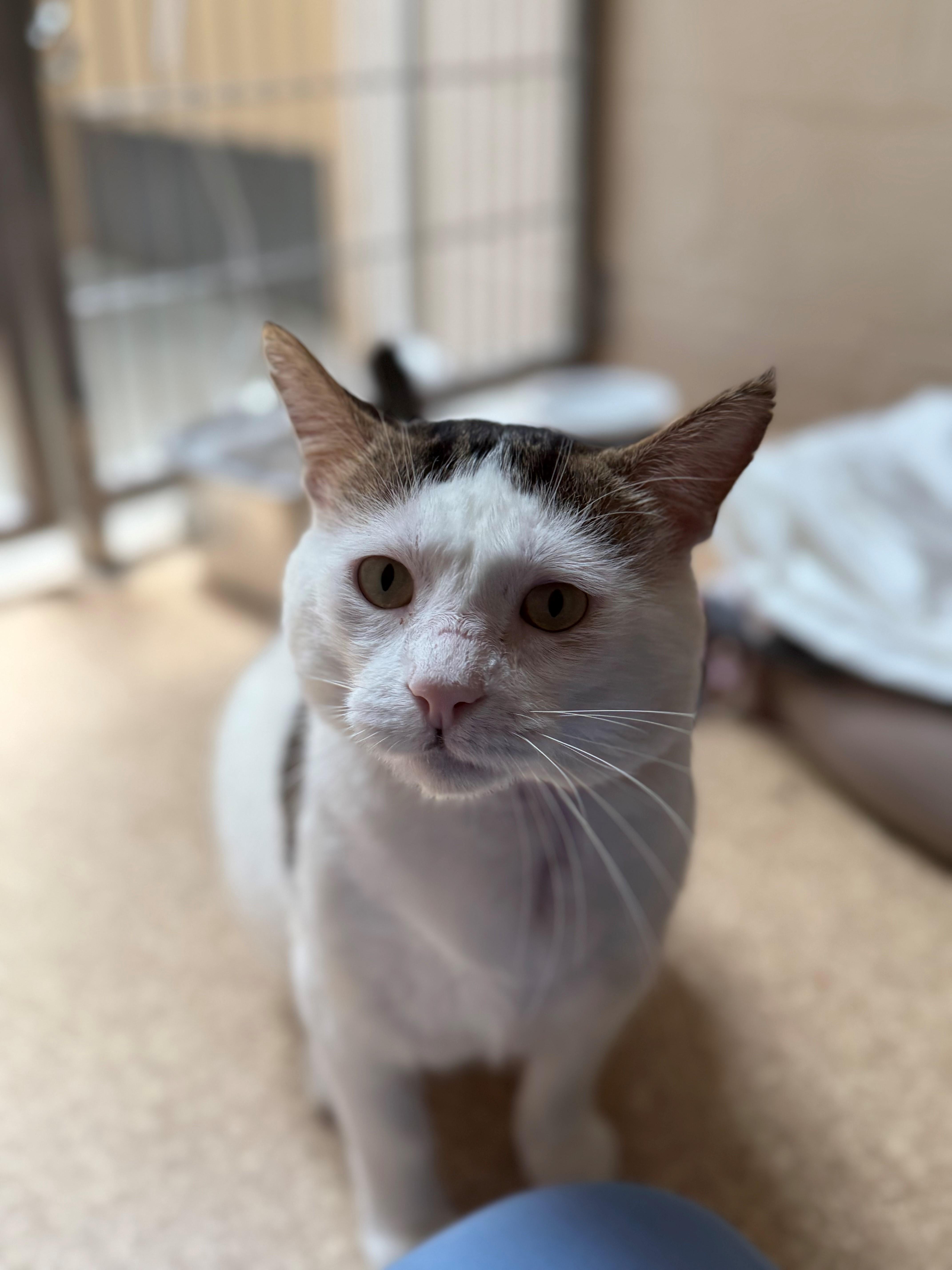 Enlarge Acorn, a ADOPTABLE Domestic Short Hair in Laguna Beach, CA image 2/3