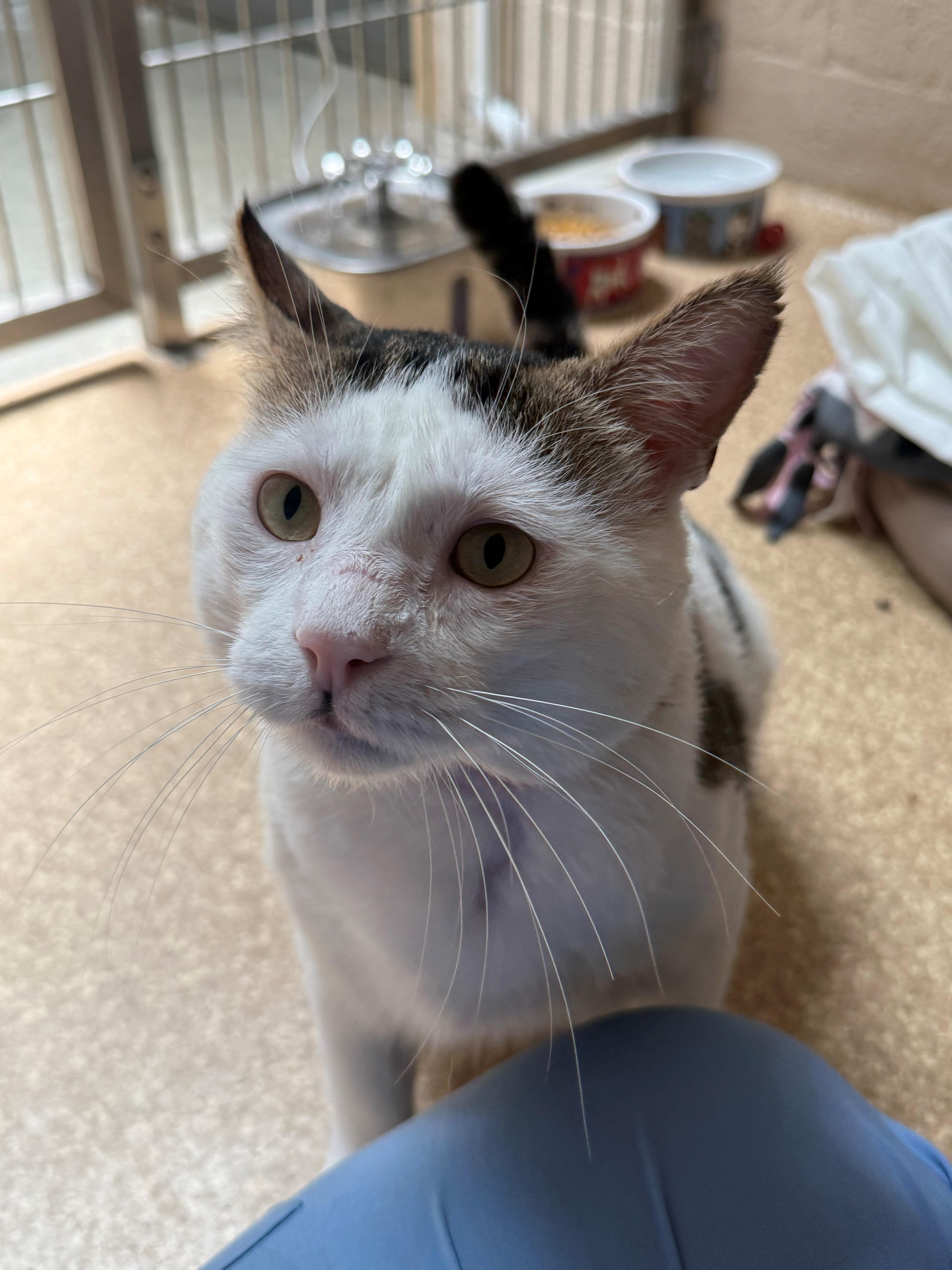 Enlarge Acorn, a ADOPTABLE Domestic Short Hair in Laguna Beach, CA image 1/3