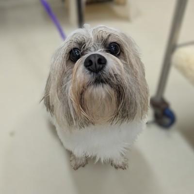 Eli- 53643, Adoptable, Adult Male Bichon Frise & Havanese.