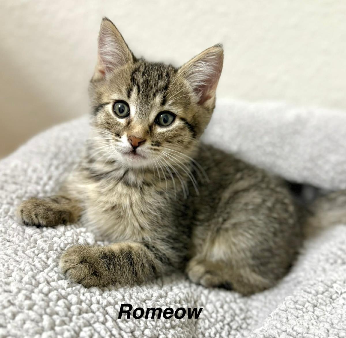 Romeow Meowtly, Adoptable, Kitten Male Domestic Short Hair & Tabby.