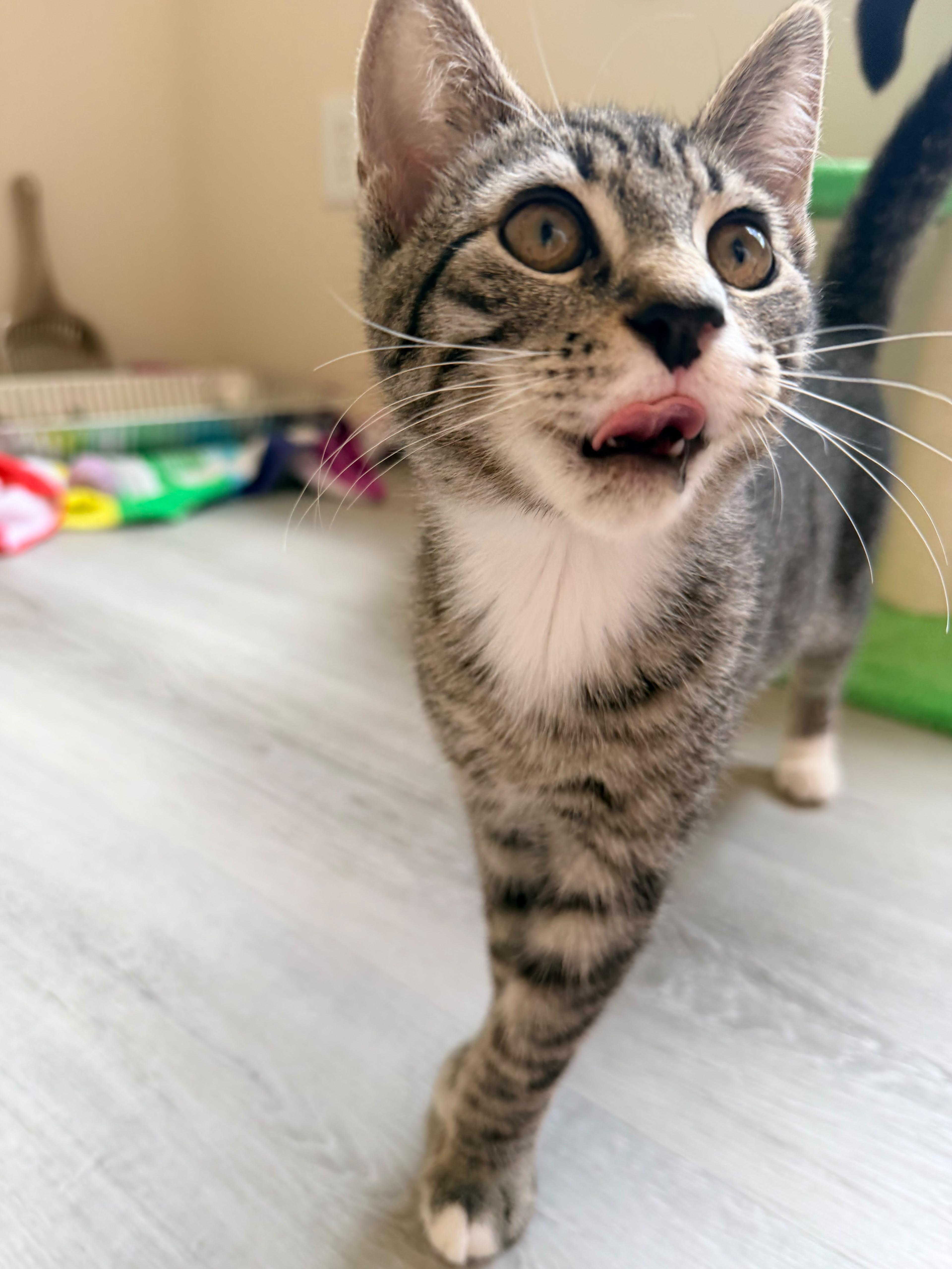 Enlarge Tomato, a Adoptable American Shorthair in Highland Park, NJ image 5/6