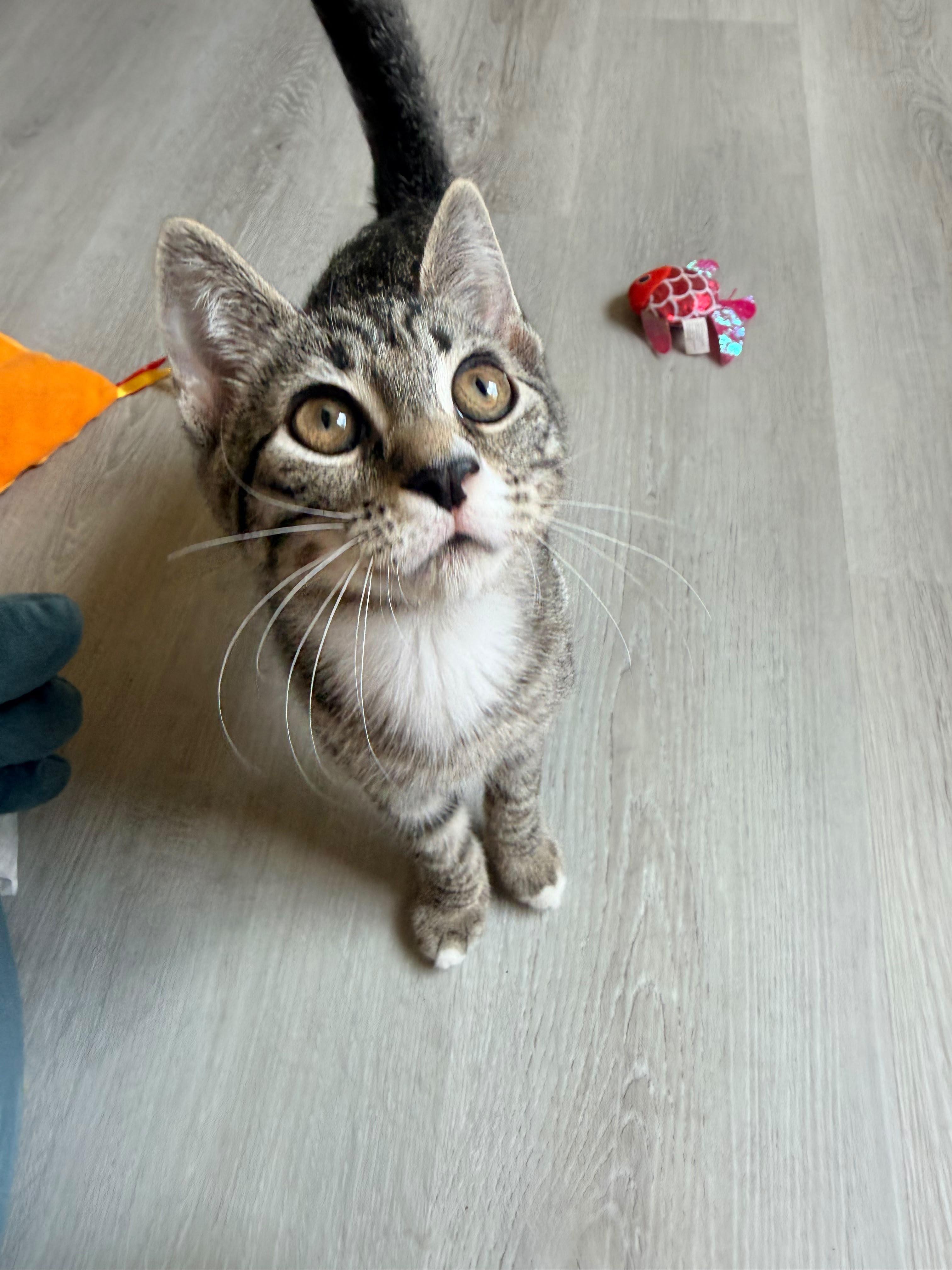 Enlarge Tomato, a Adoptable American Shorthair in Highland Park, NJ image 4/6