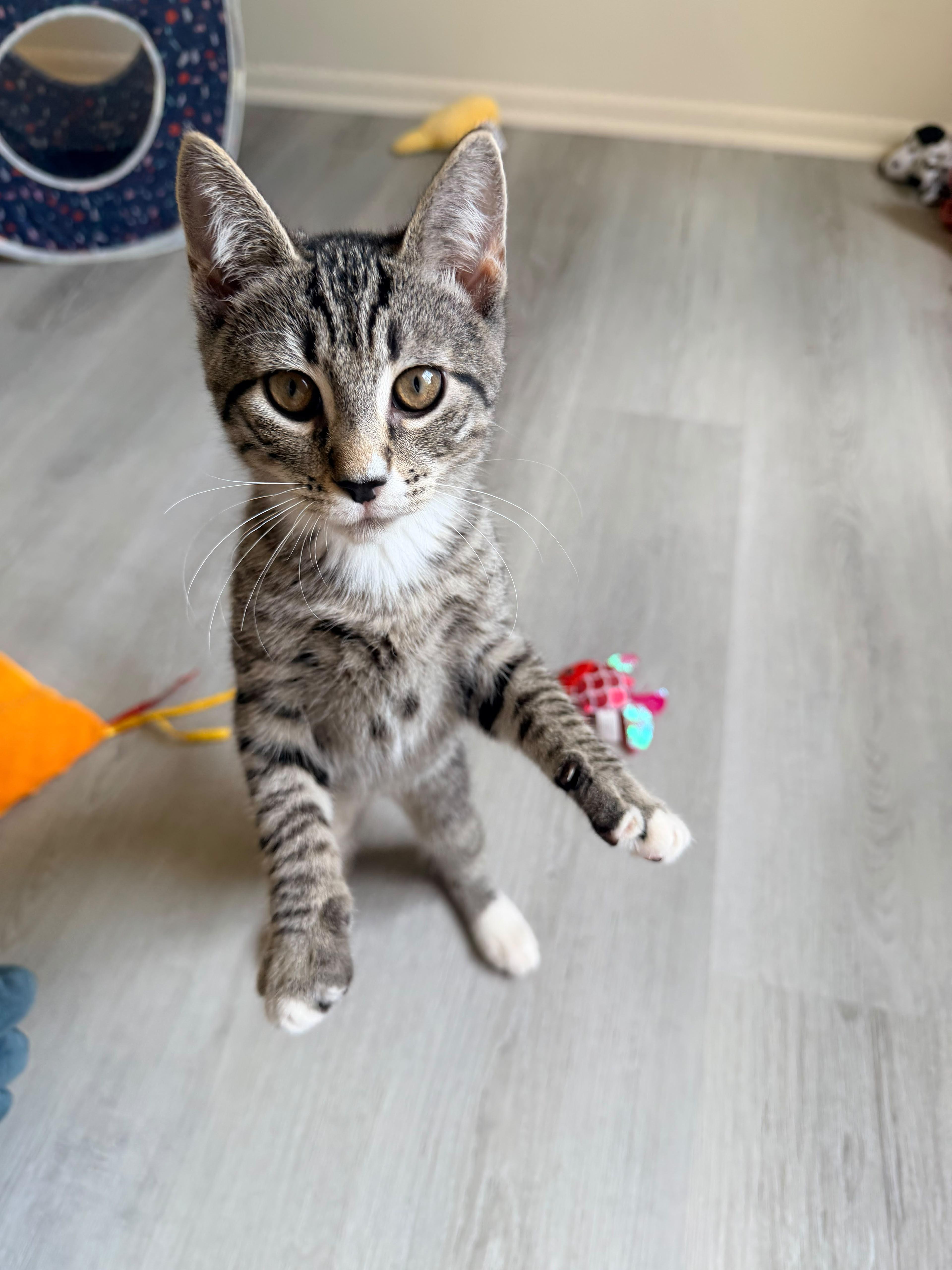 Enlarge Tomato, a Adoptable American Shorthair in Highland Park, NJ image 6/6