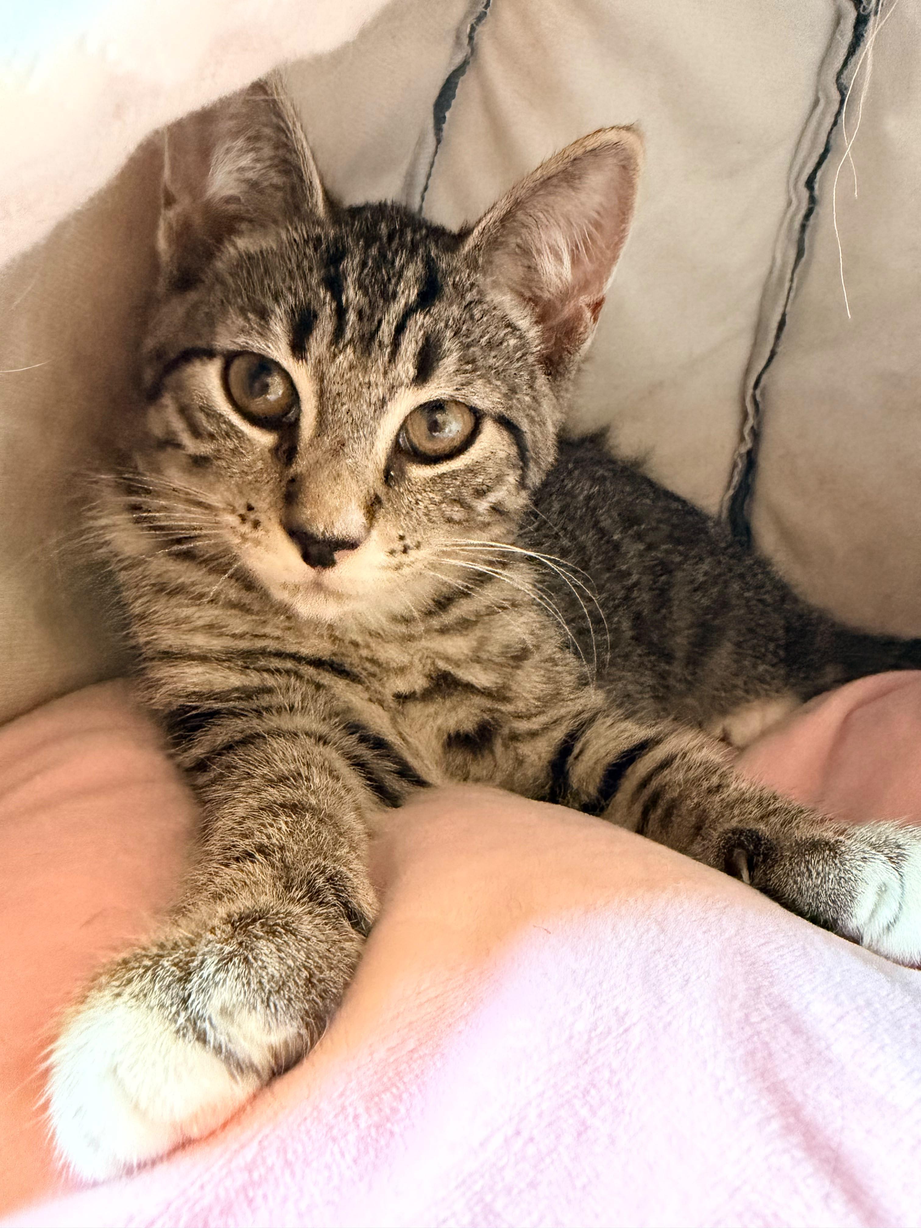 Tomato, Adoptable, Kitten Female American Shorthair.