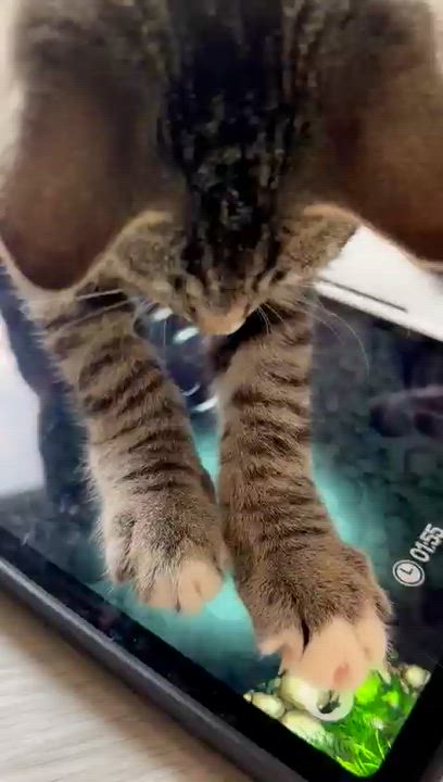 Enlarge Tomato, a Adoptable American Shorthair in Highland Park, NJ video 3/6