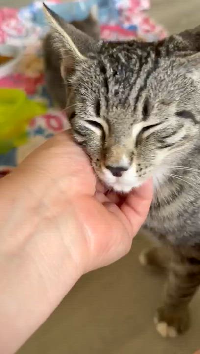 Enlarge Tomato, a Adoptable American Shorthair in Highland Park, NJ video 2/6